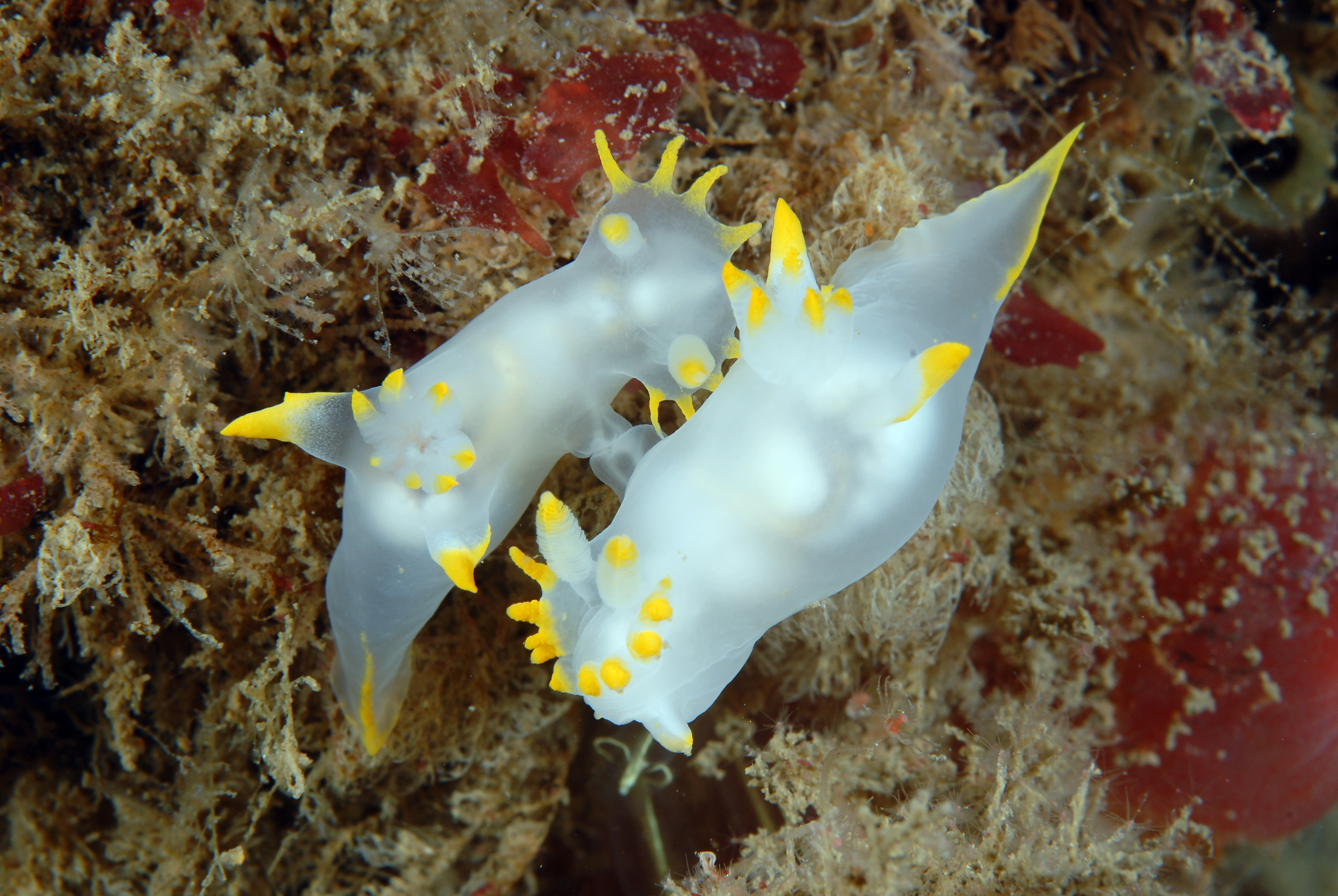 Snegler: Polycera kernowensis.