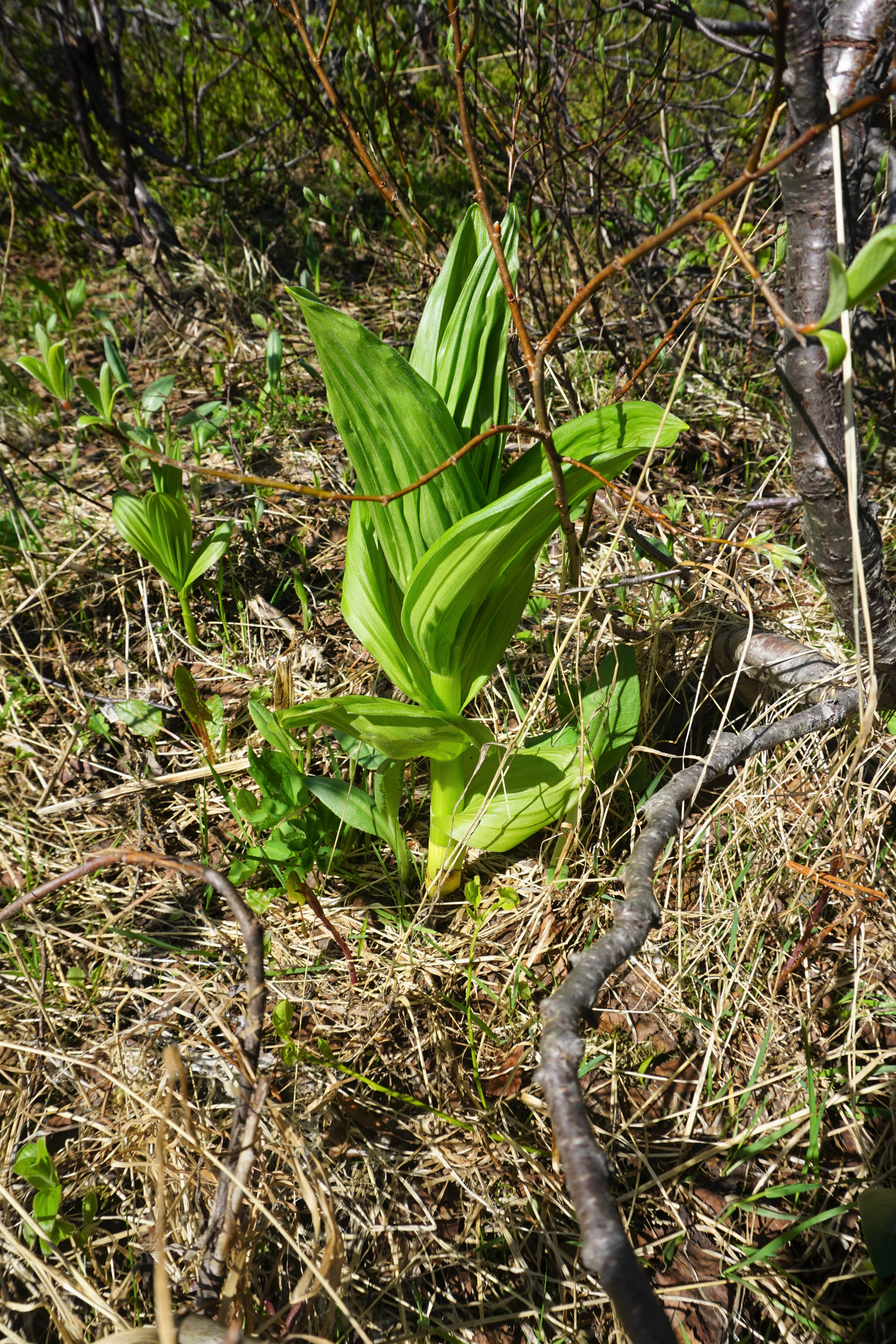 Nyserotslekta.