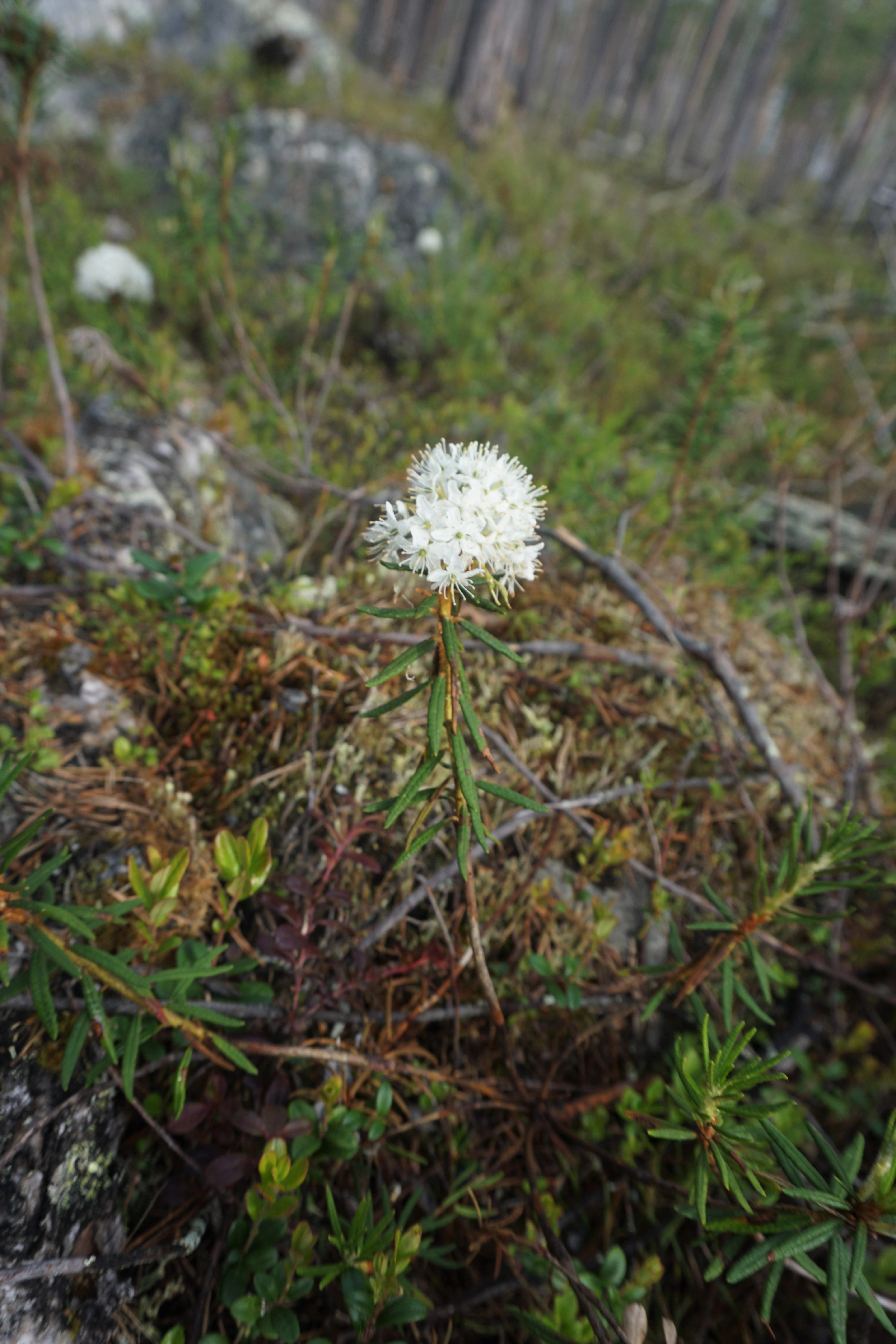 Finnmarkspors.