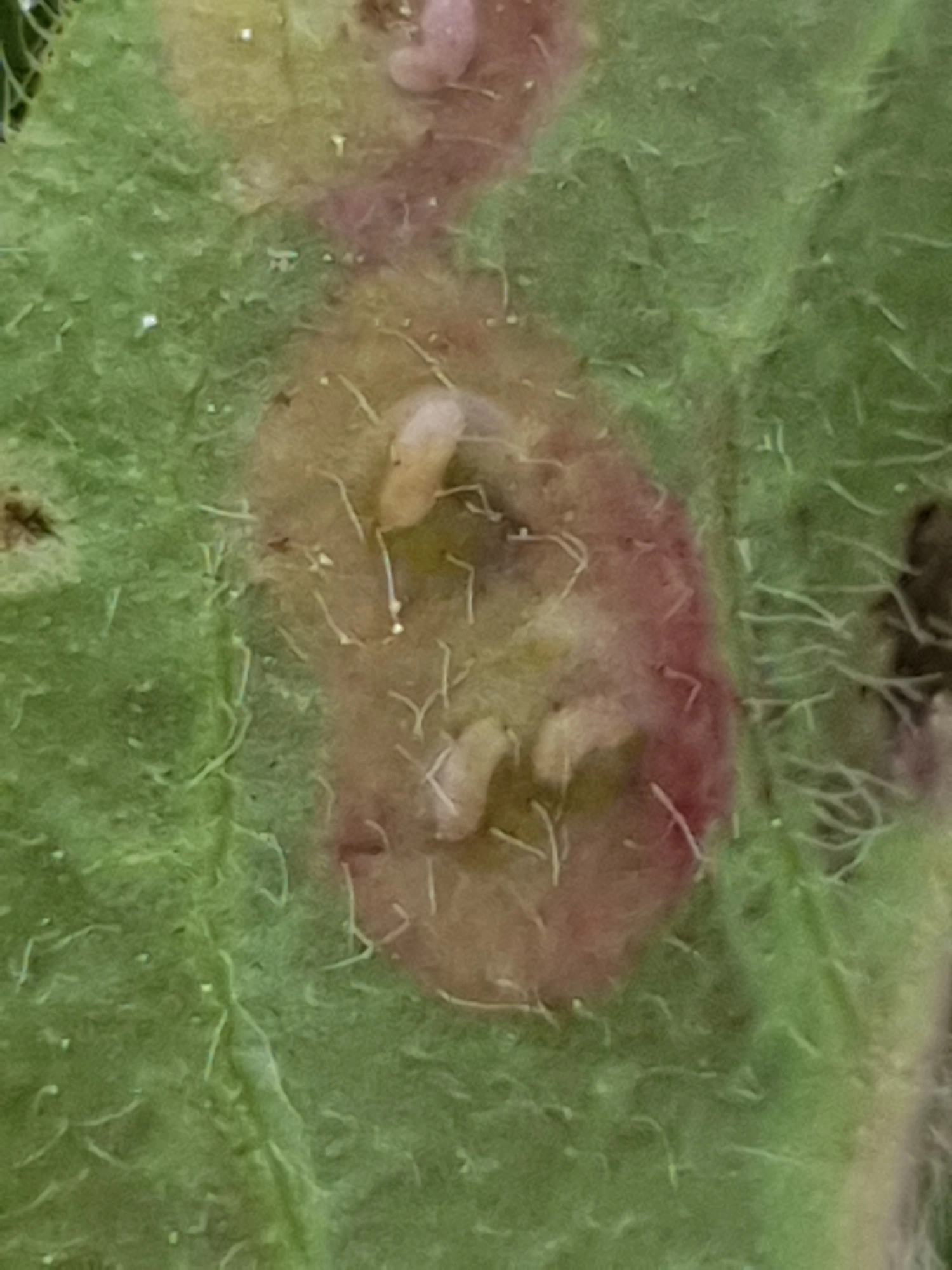 Tovinger: Cystiphora sanguinea. Sveveslekta.