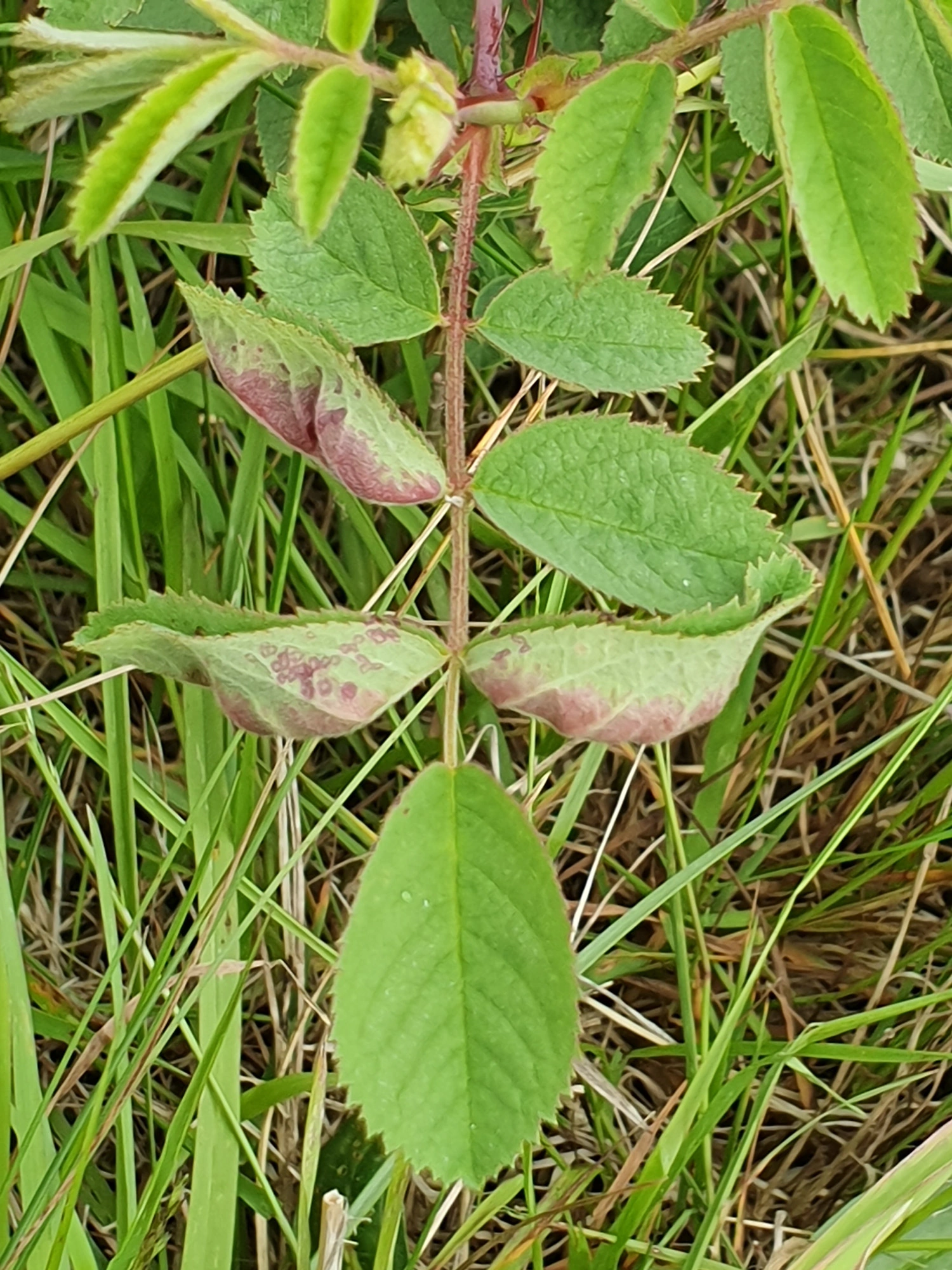 Tovinger: Dasineura rosae.