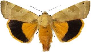 bredbåndfly