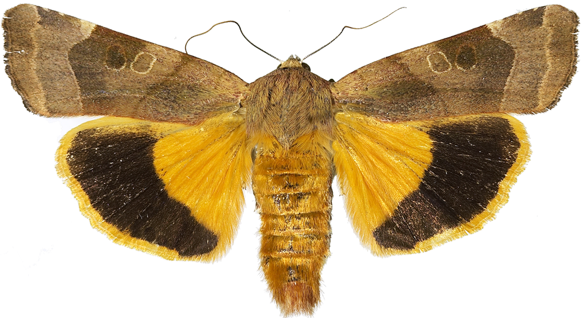 Bredbåndfly.