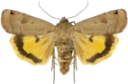 Plettbåndfly.