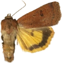 Variabelt båndfly.
