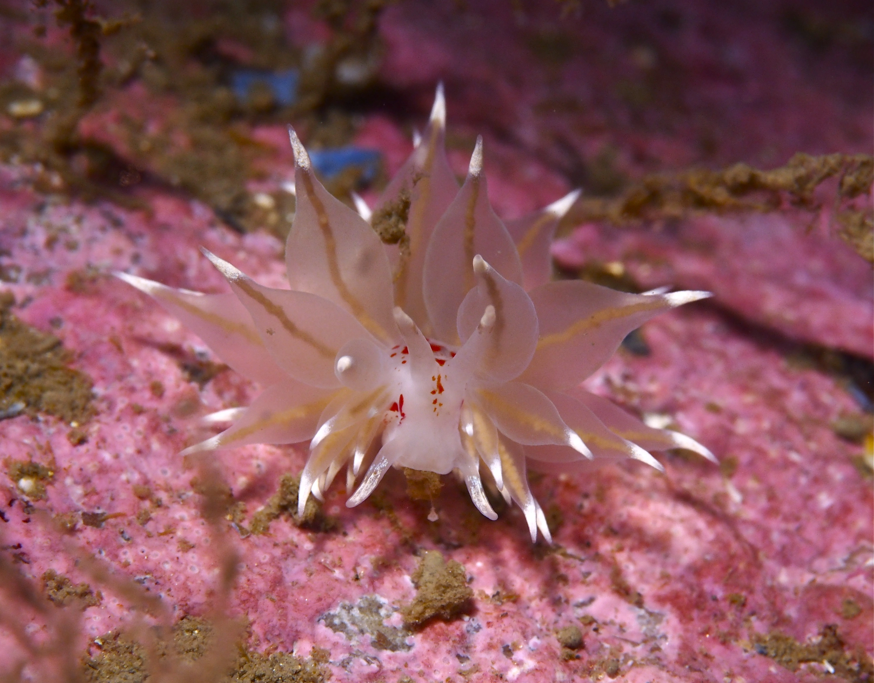 Snegler: Amphorina linensis.