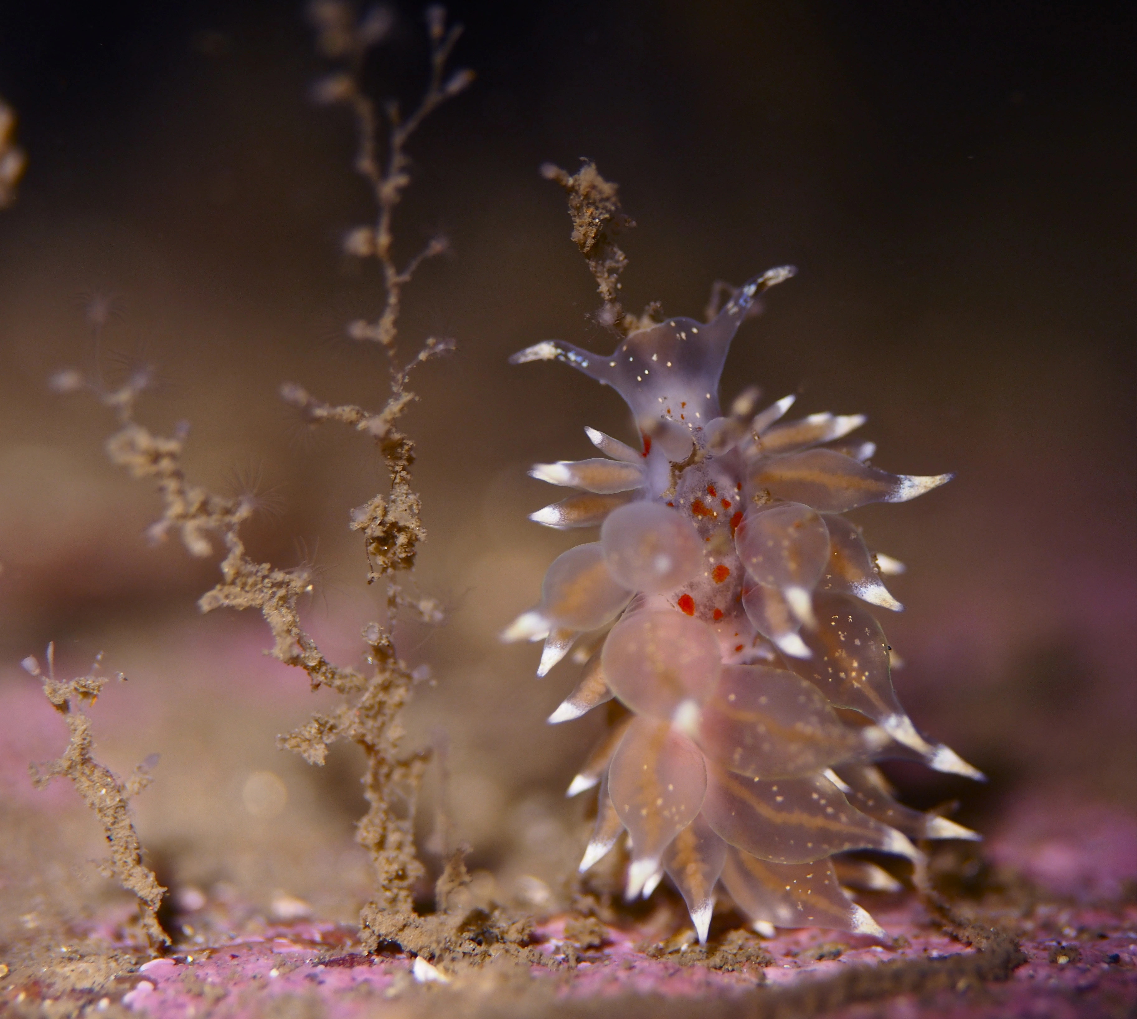 Snegler: Amphorina linensis.