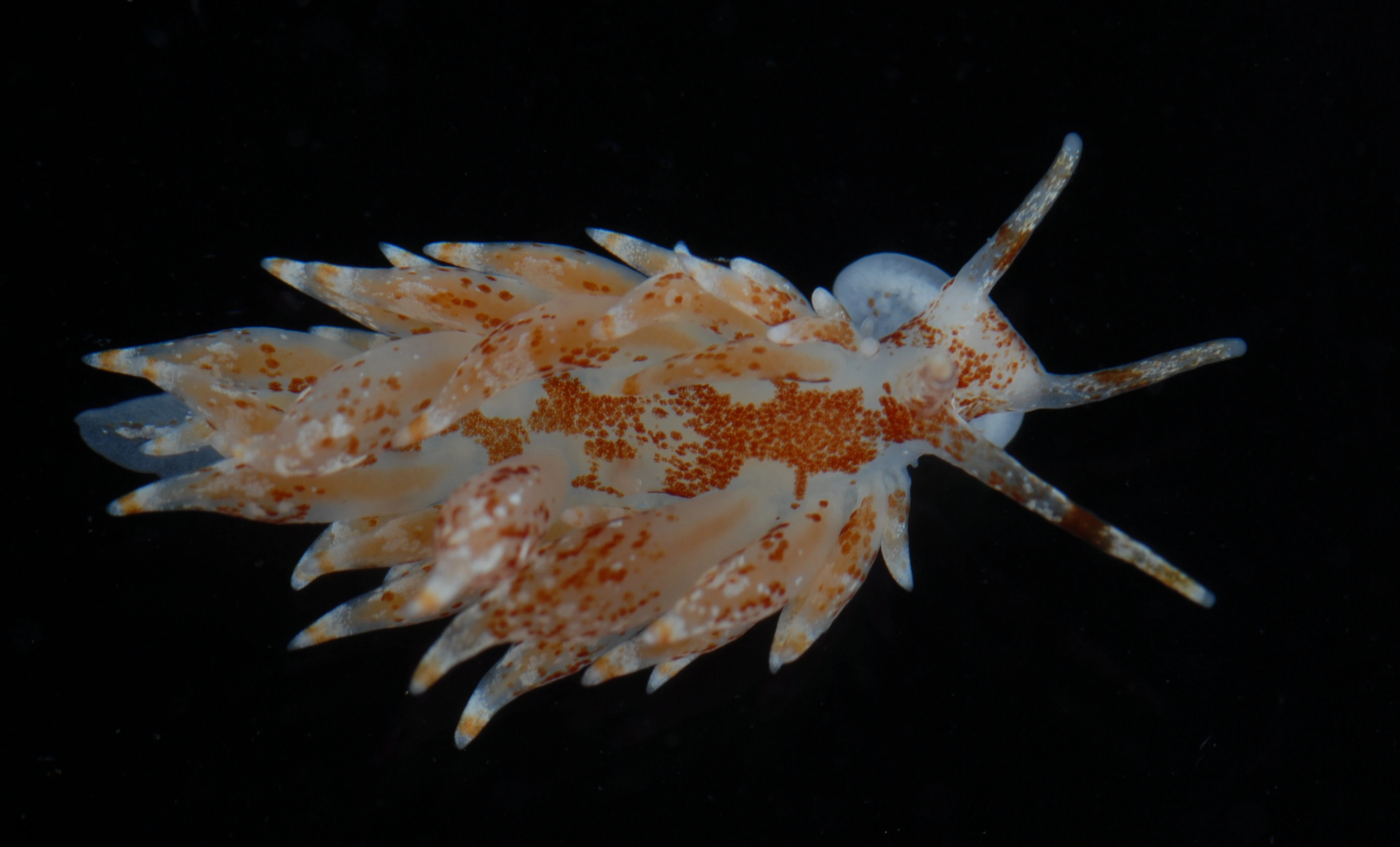 Nakensnegler: Amphorina pallida.