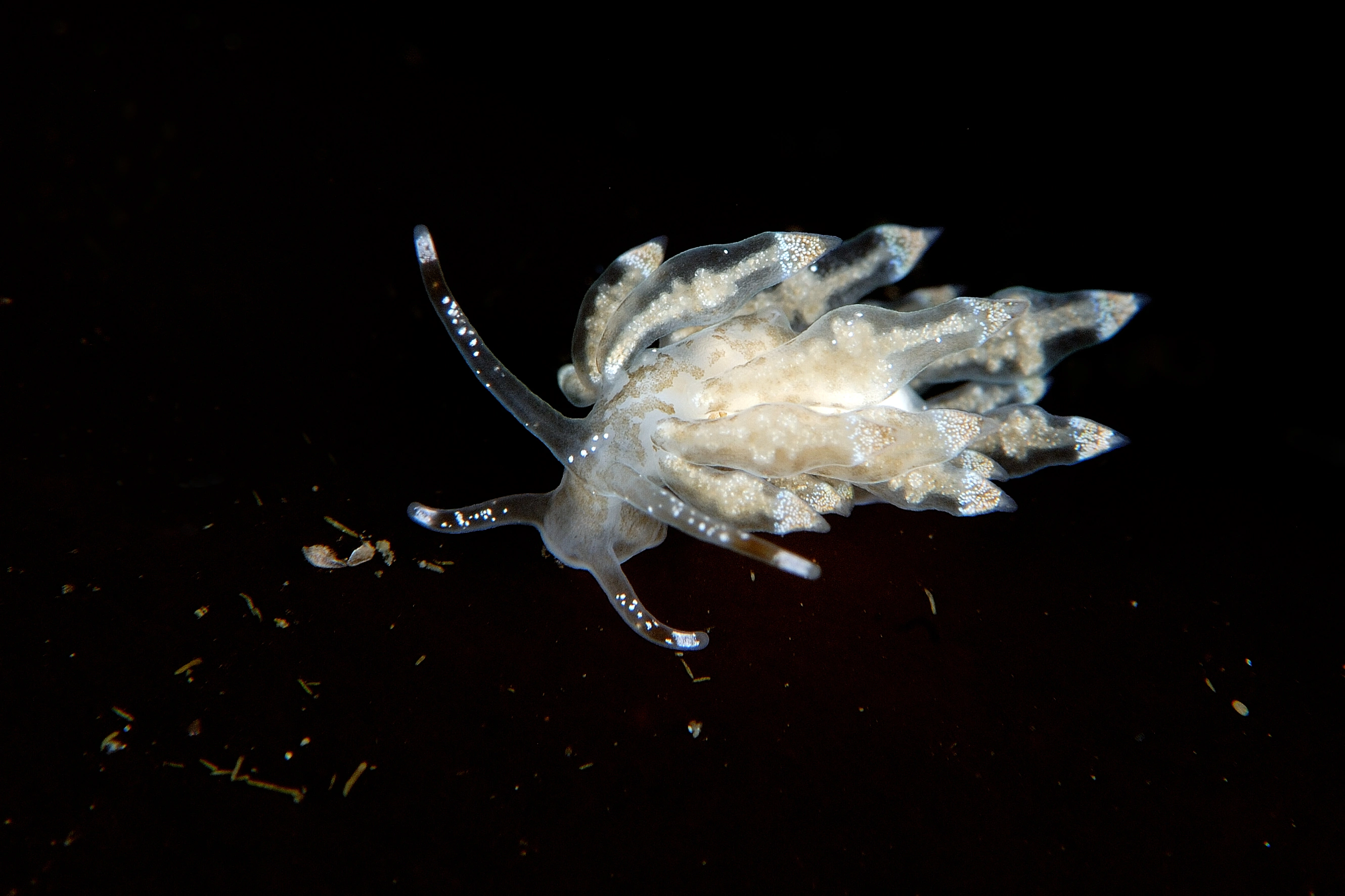 Snegler: Eubranchus exiguus.