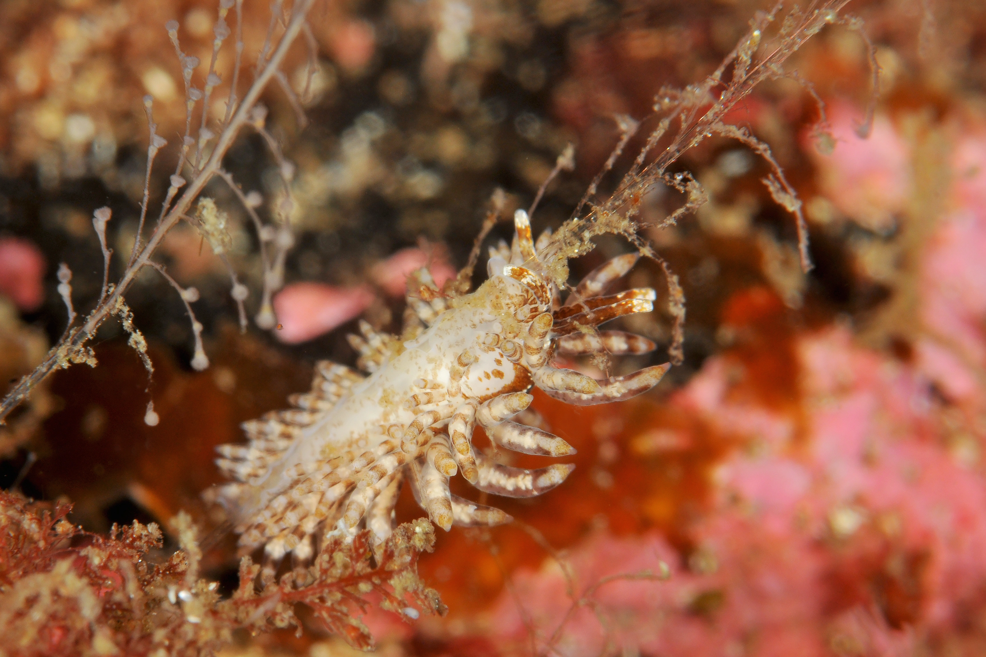 Snegler: Eubranchus vittatus.