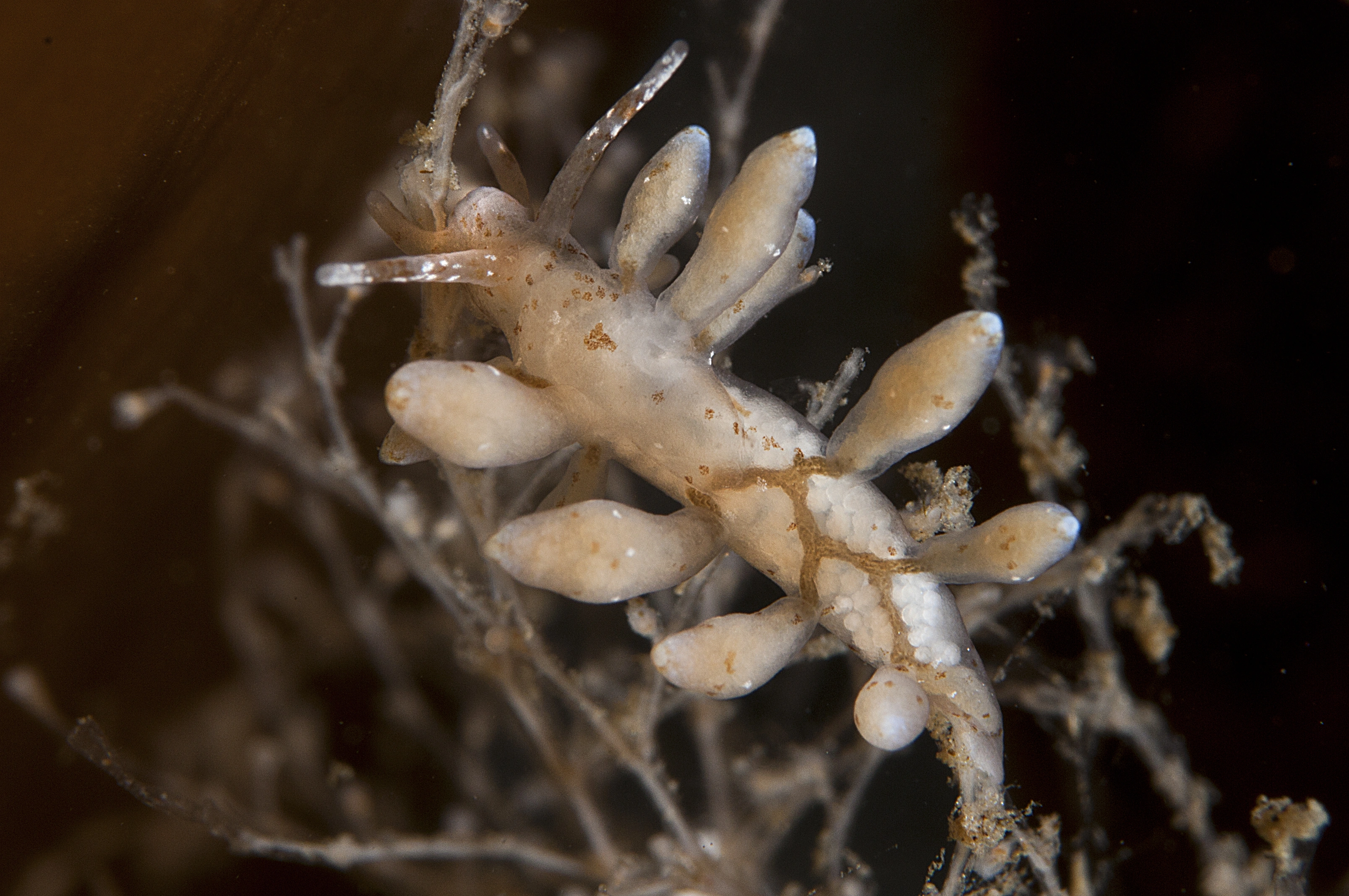 Snegler: Eubranchus exiguus.