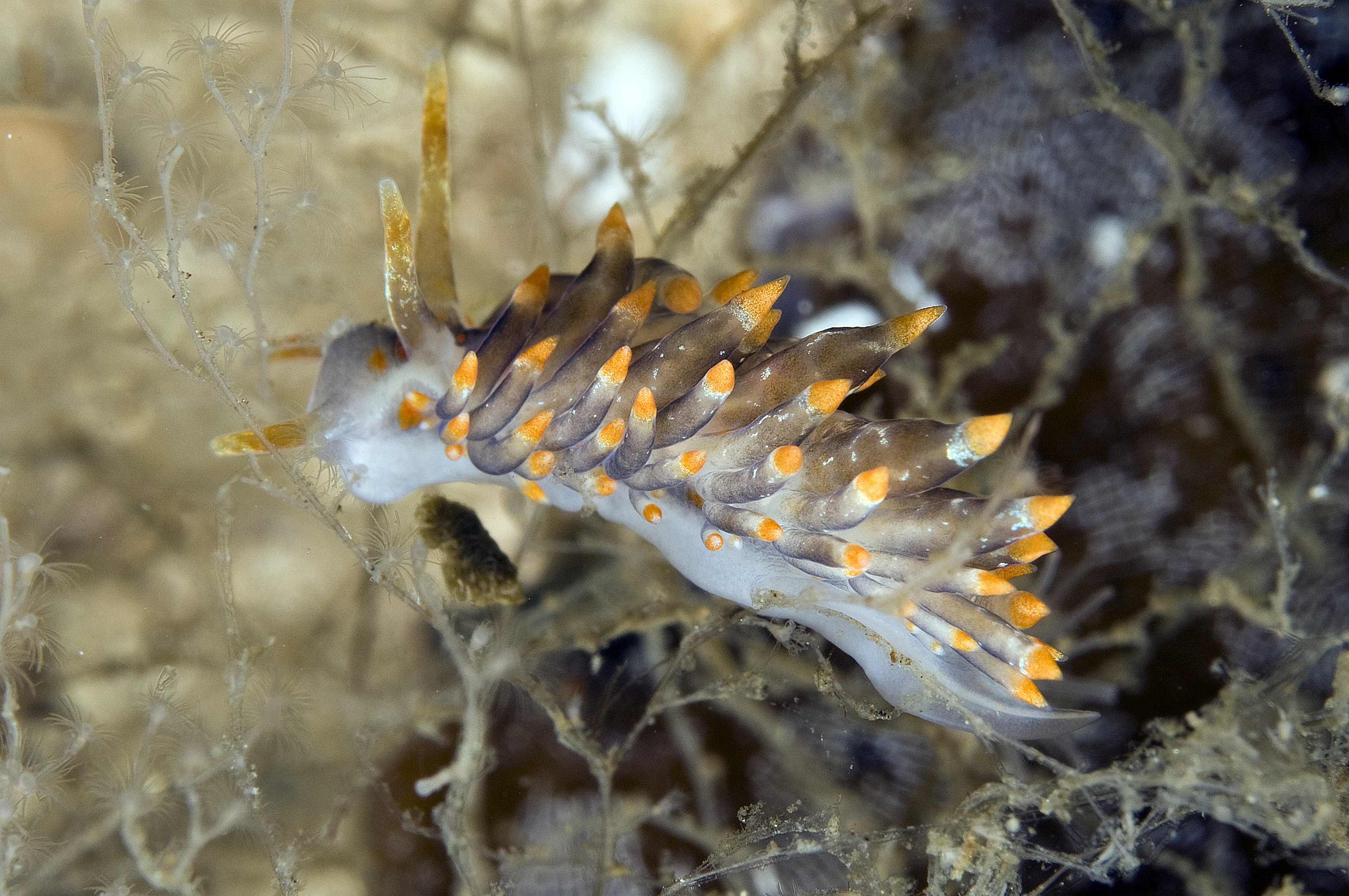 Snegler: Amphorina andra.