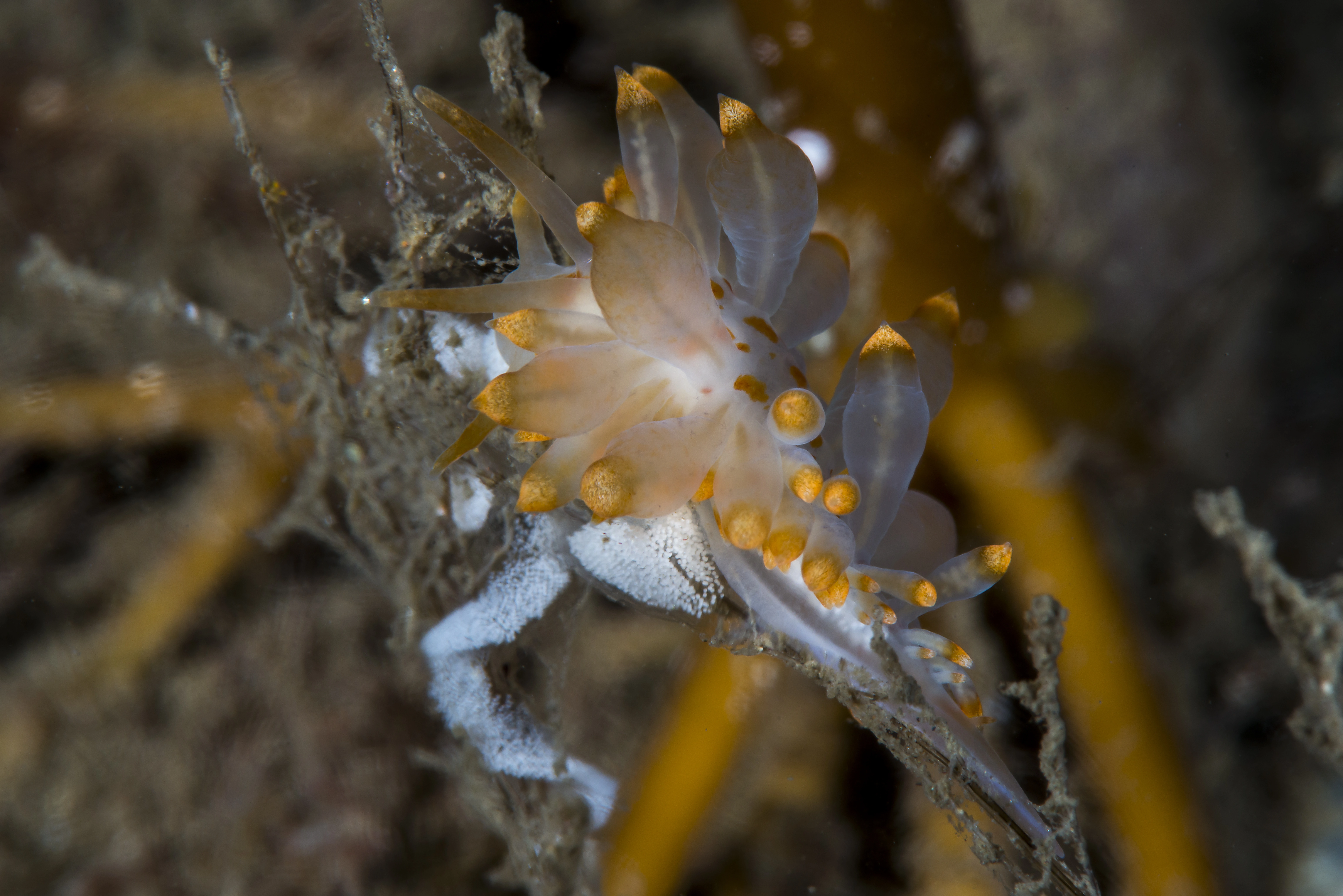 Snegler: Amphorina andra.