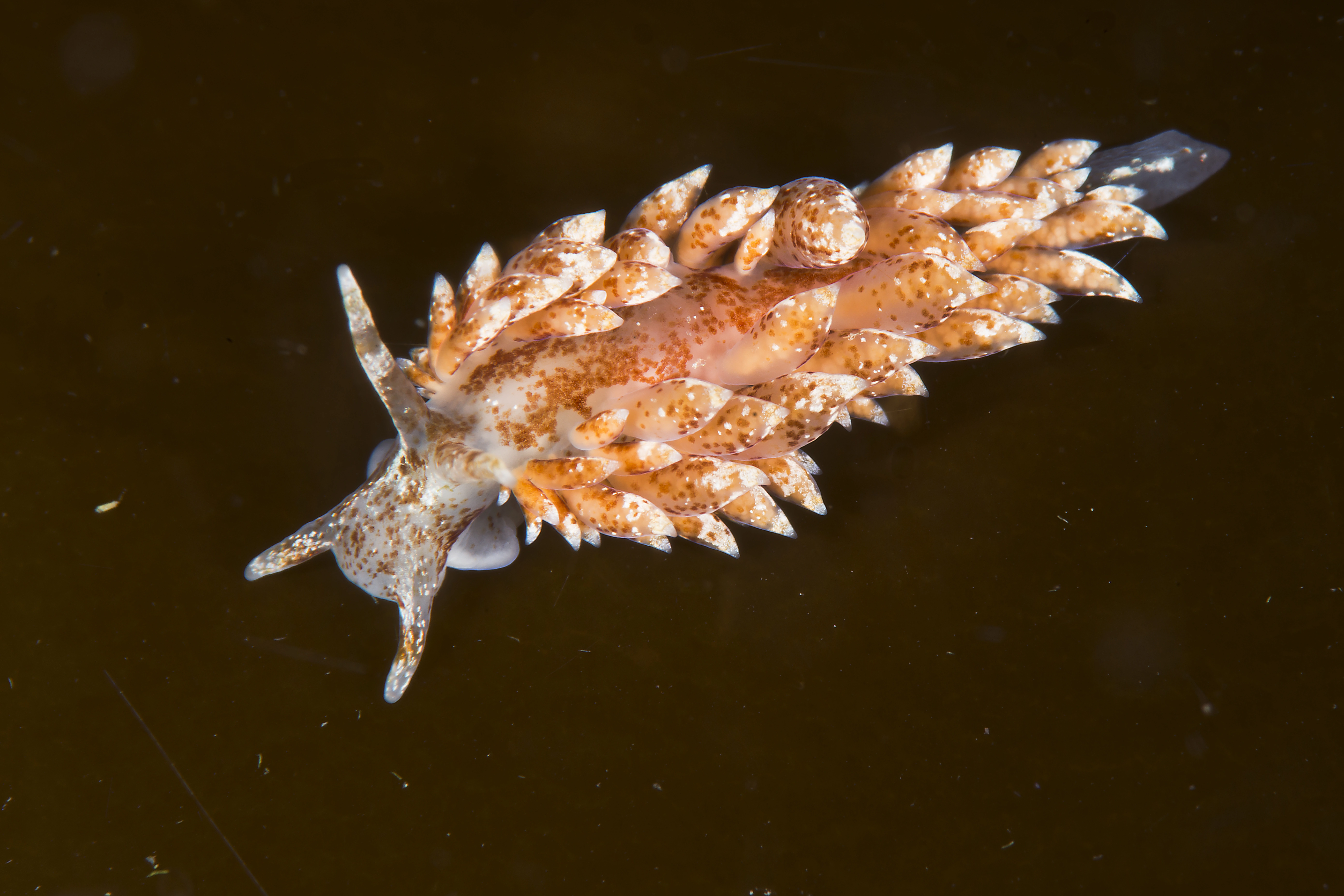 Nakensnegler: Amphorina pallida.