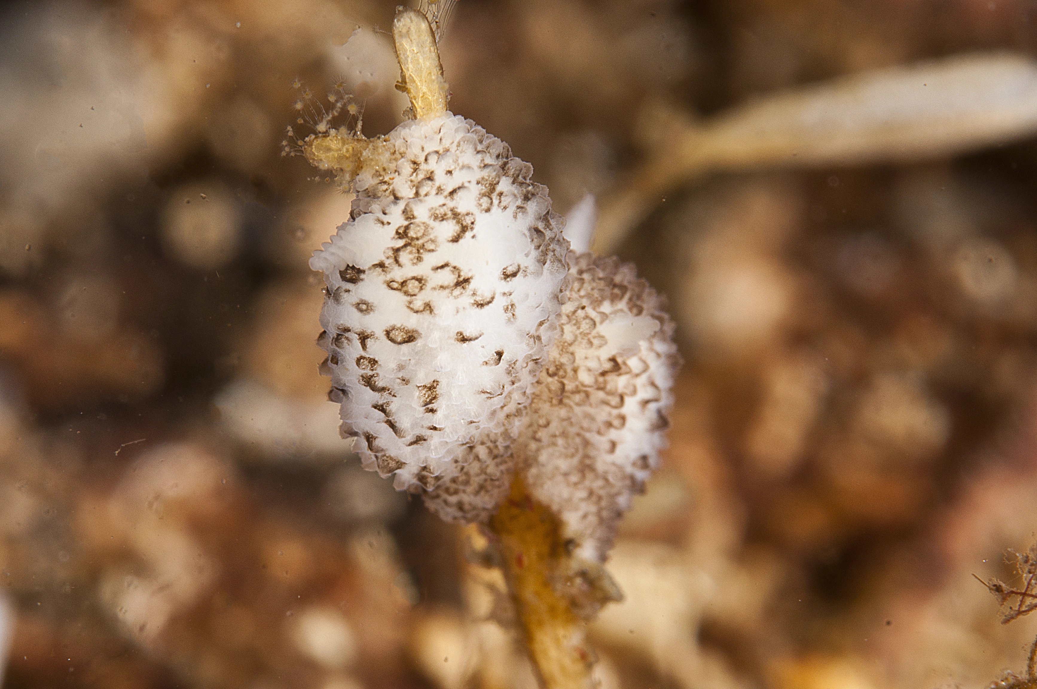 Snegler: Atalodoris oblonga.