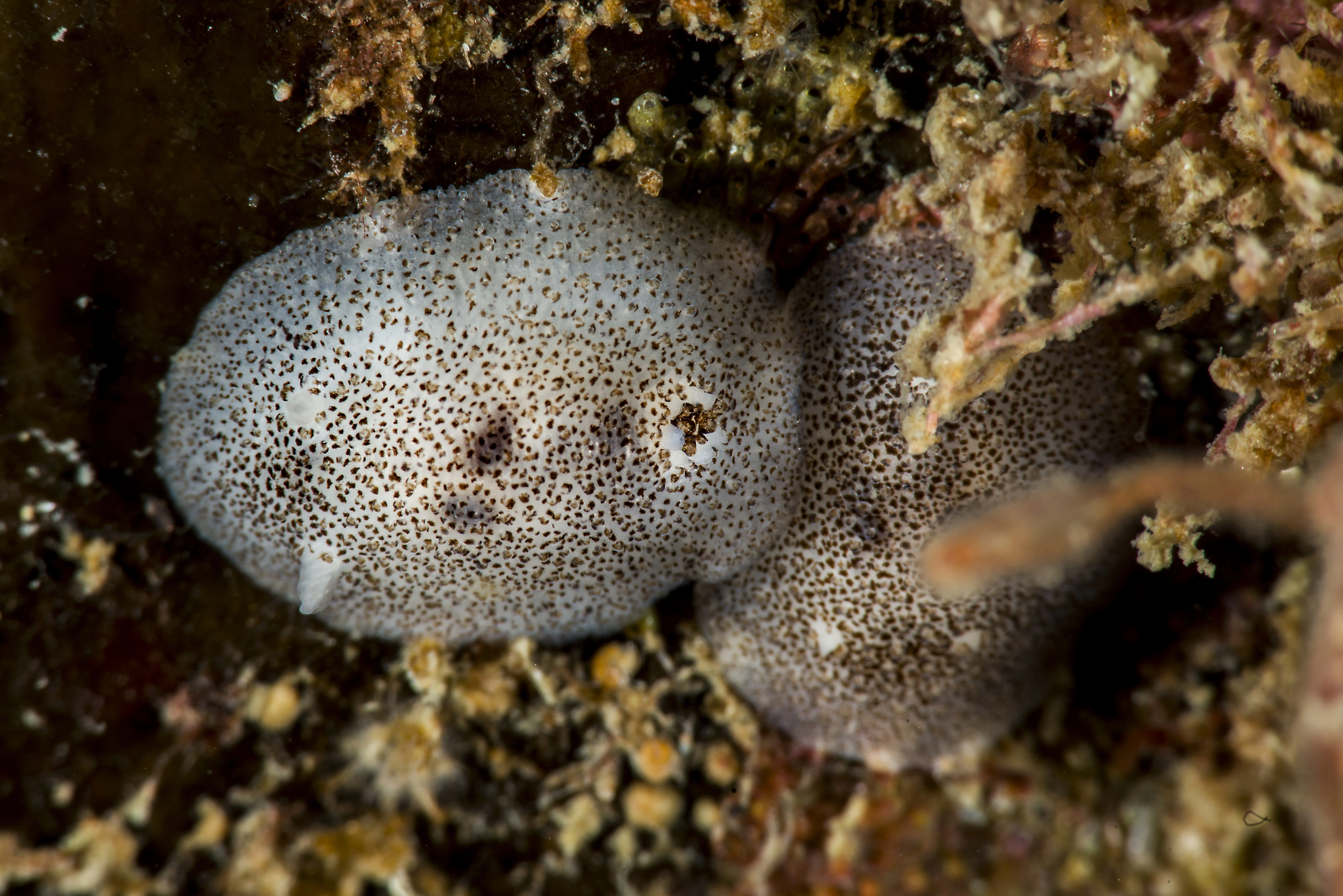 Snegler: Atalodoris pusilla.