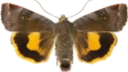 Fiolett båndfly.