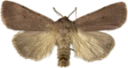 Lyngbakkefly.