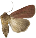 Lyngbakkefly.