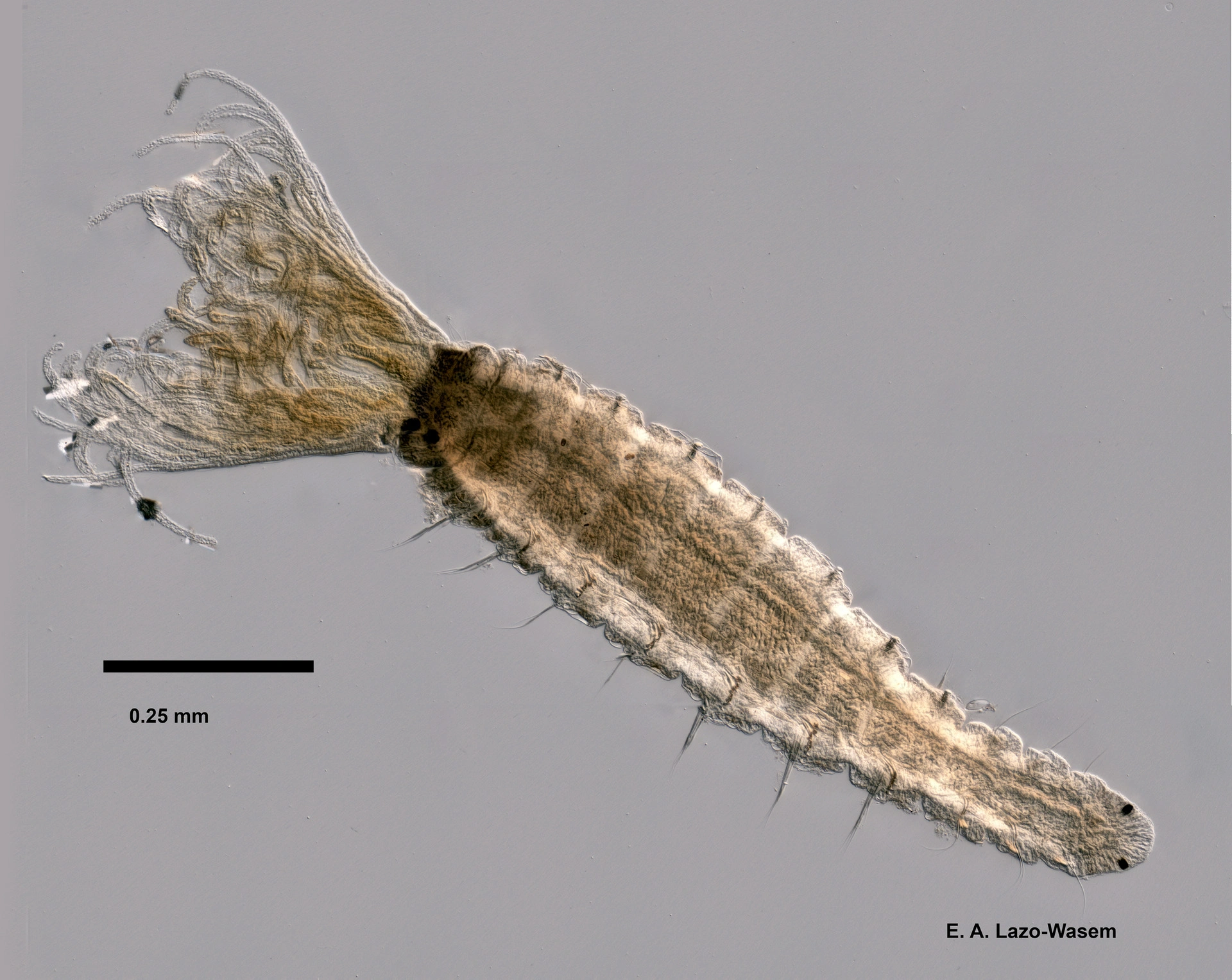 Flerbørstemarker: Fabricia stellaris.