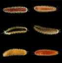 Flerbørstemarker: Harmothoe imbricata.