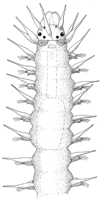 Flerbørstemarker: Salvatoria clavata.