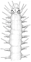 Flerbørstemarker: Salvatoria clavata.