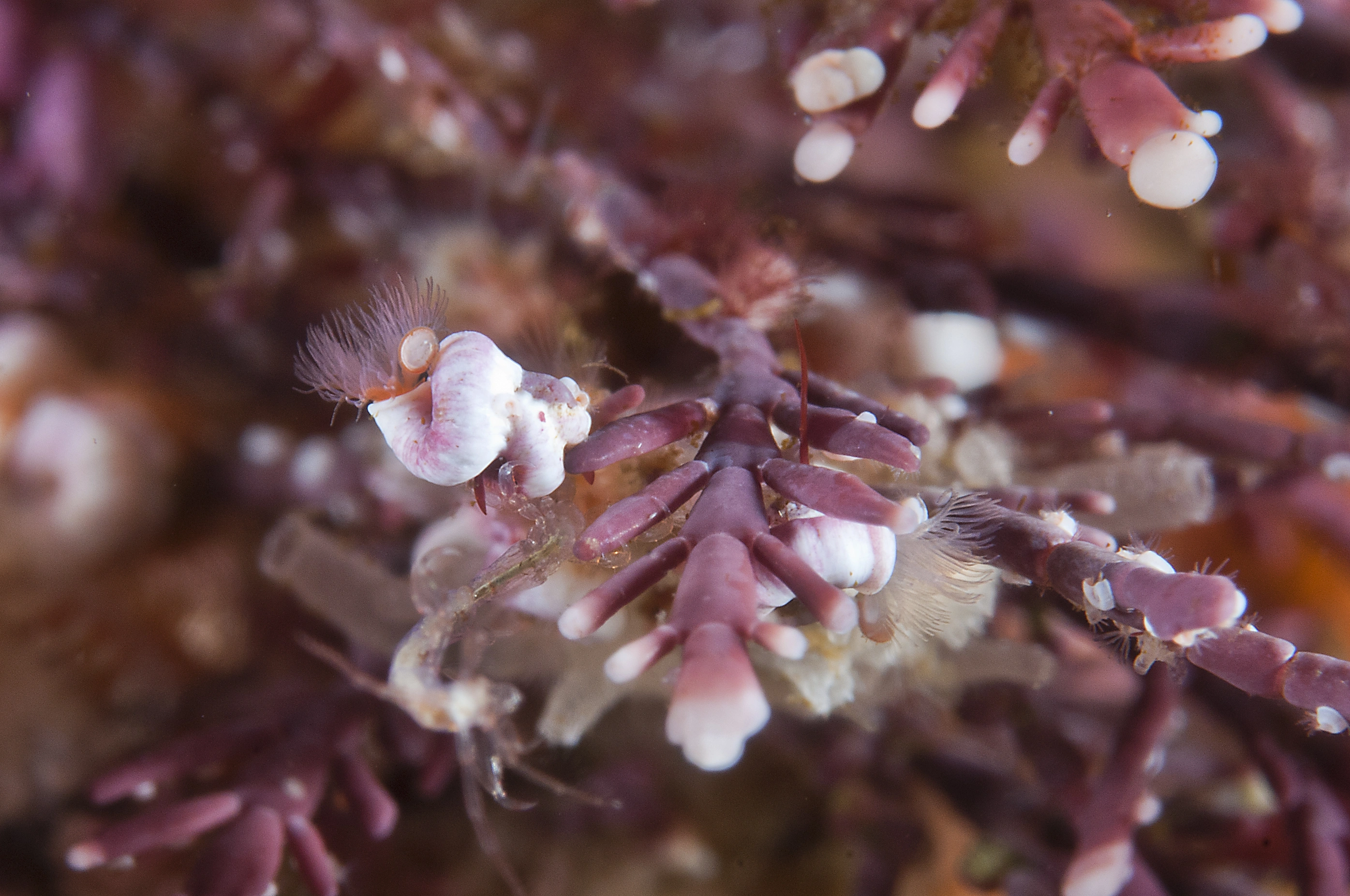 Kalkrørsormer: Spirorbis corallinae.