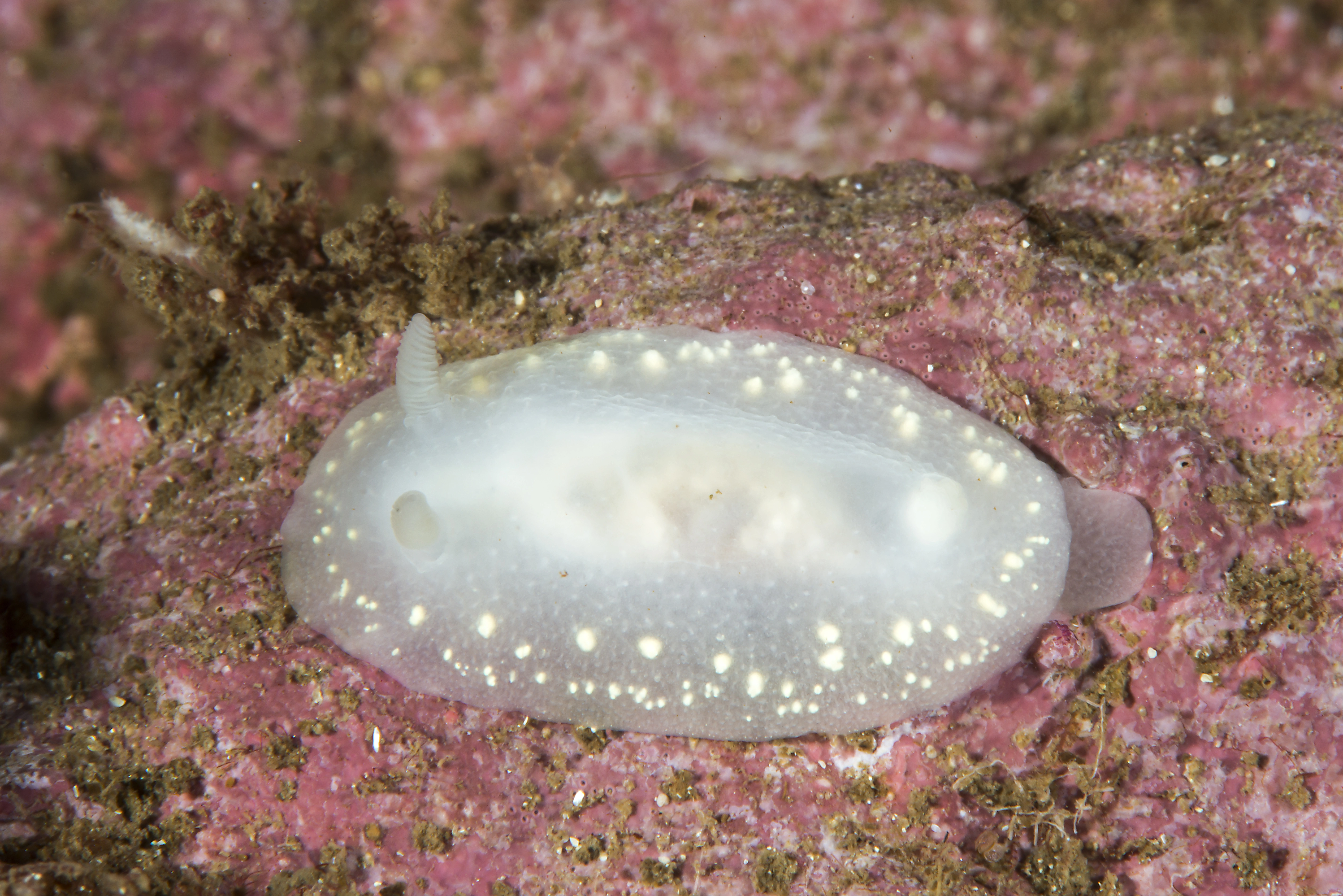 Snegler: Cadlina laevis.