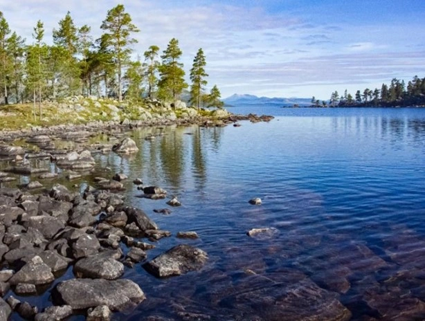 T23-1 Blåbærskog.