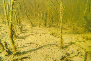 L2 Eufotisk innsjø-sedimentbunn.