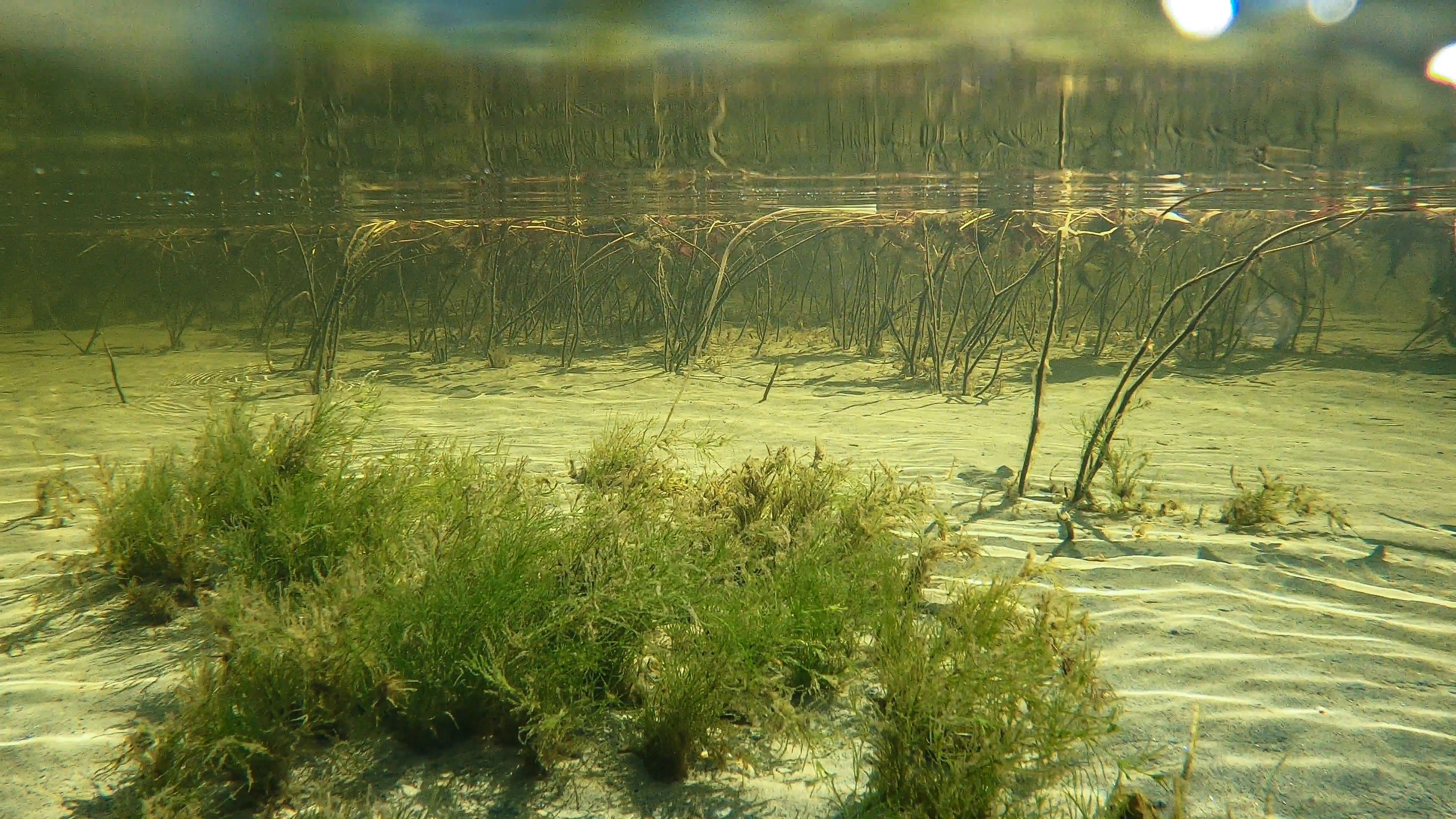 L2-C-11 Moderat kalkrik fin innsjø-sedimentbunn i plantebeltet. L2 Eufotisk innsjø-sedimentbunn.