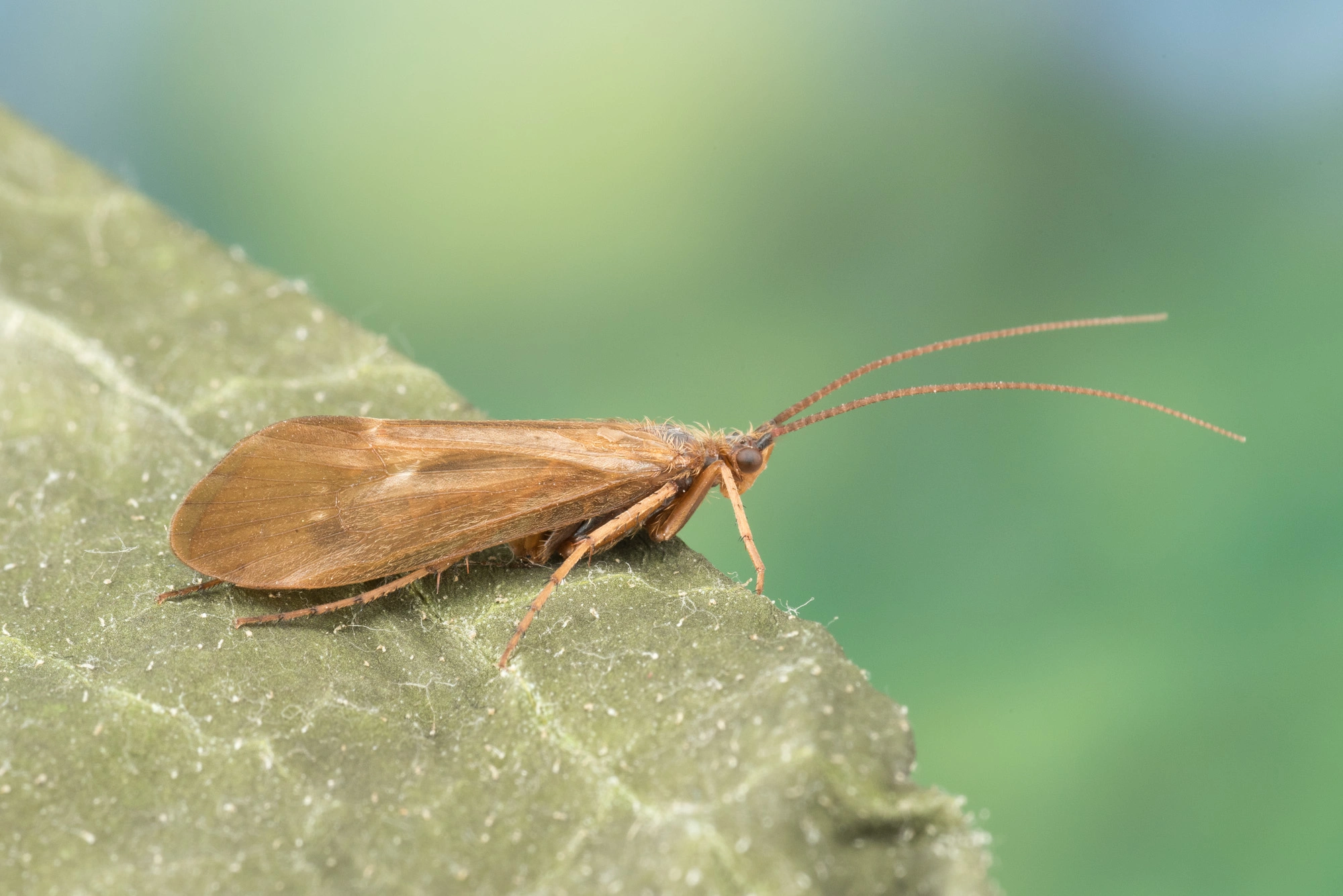 Vårfluer: Anabolia nervosa.