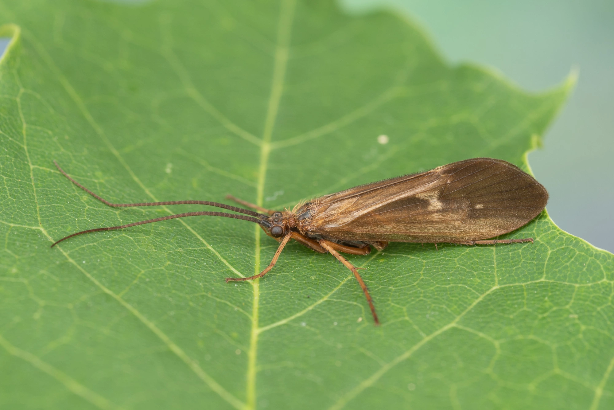 Vårfluer: Anabolia nervosa.