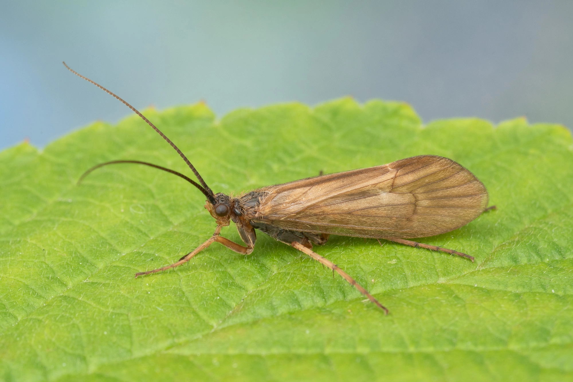 Vårfluer: Anabolia nervosa.