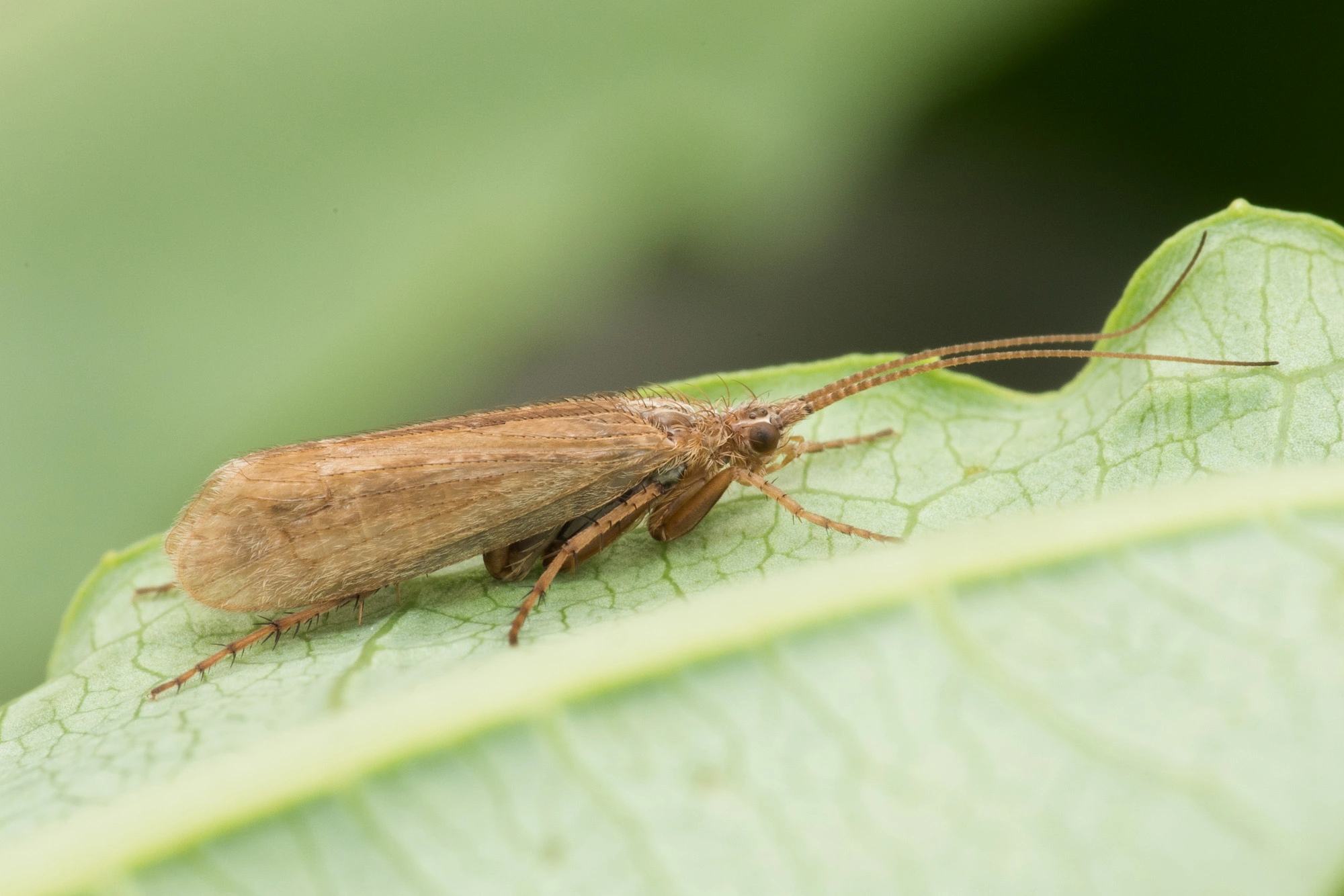 Vårfluer: Colpotaulius incisus.