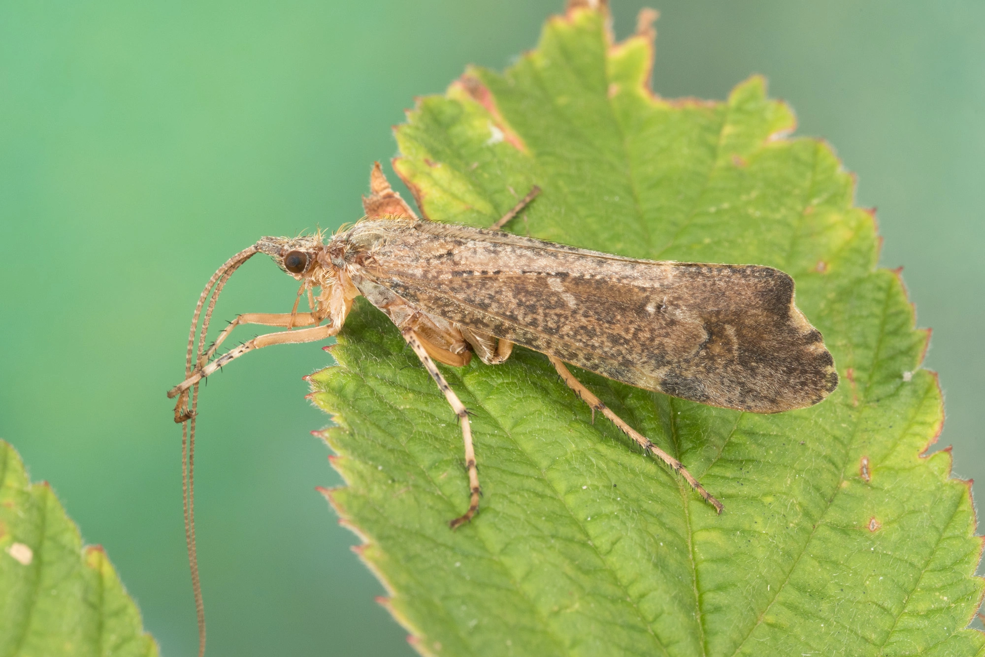 Vårfluer: Glyphotaelius pellucidus.