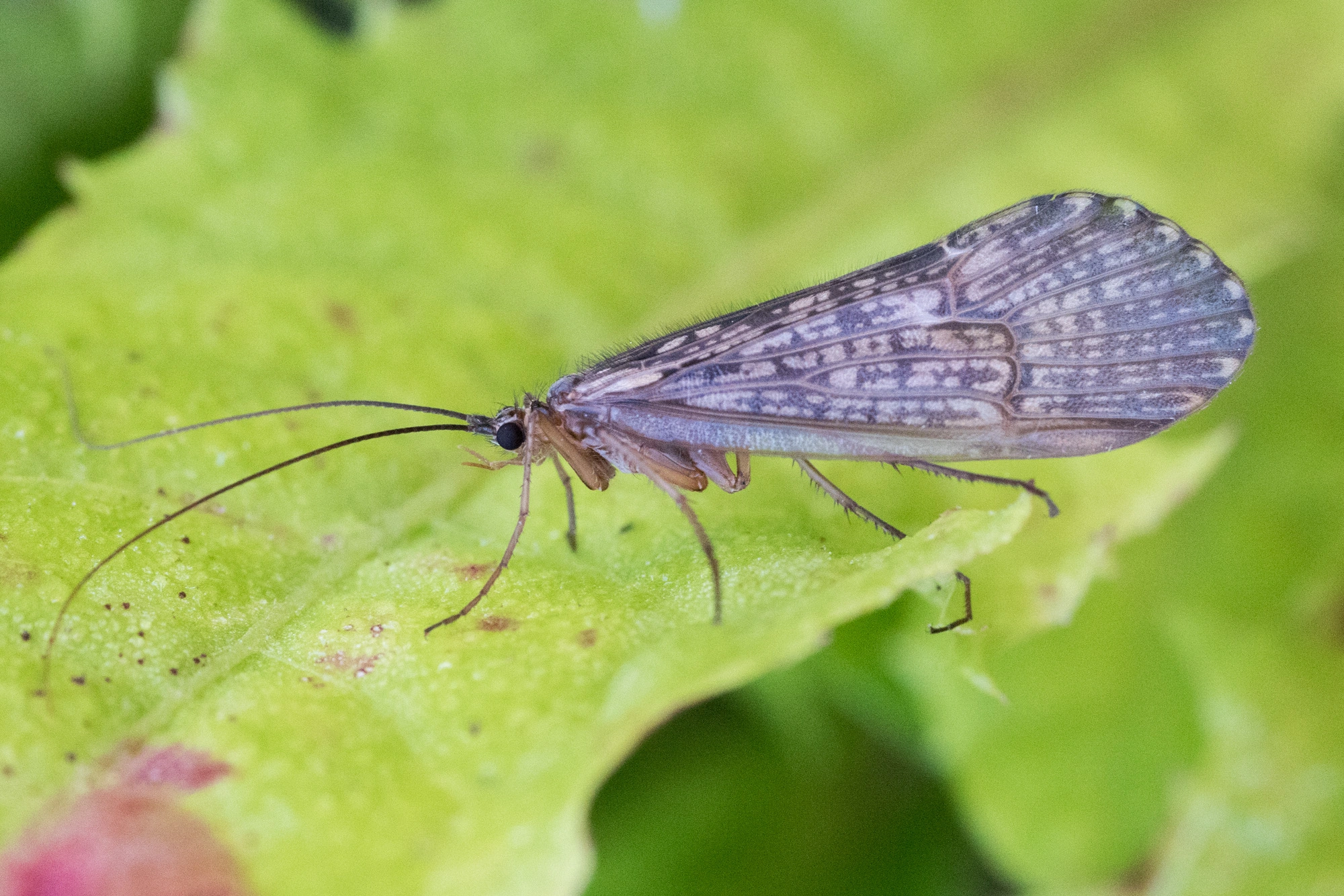 Vårfluer: Halesus tesselatus.