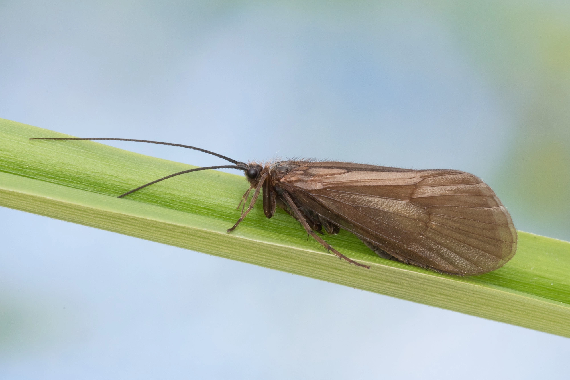 Vårfluer: Hydatophylax infumatus.