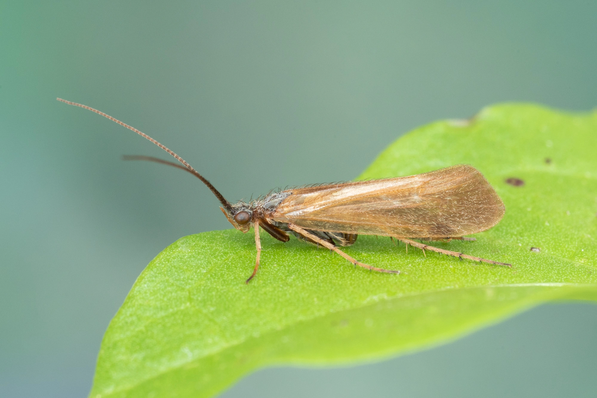 Vårfluer: Limnephilus auricula.