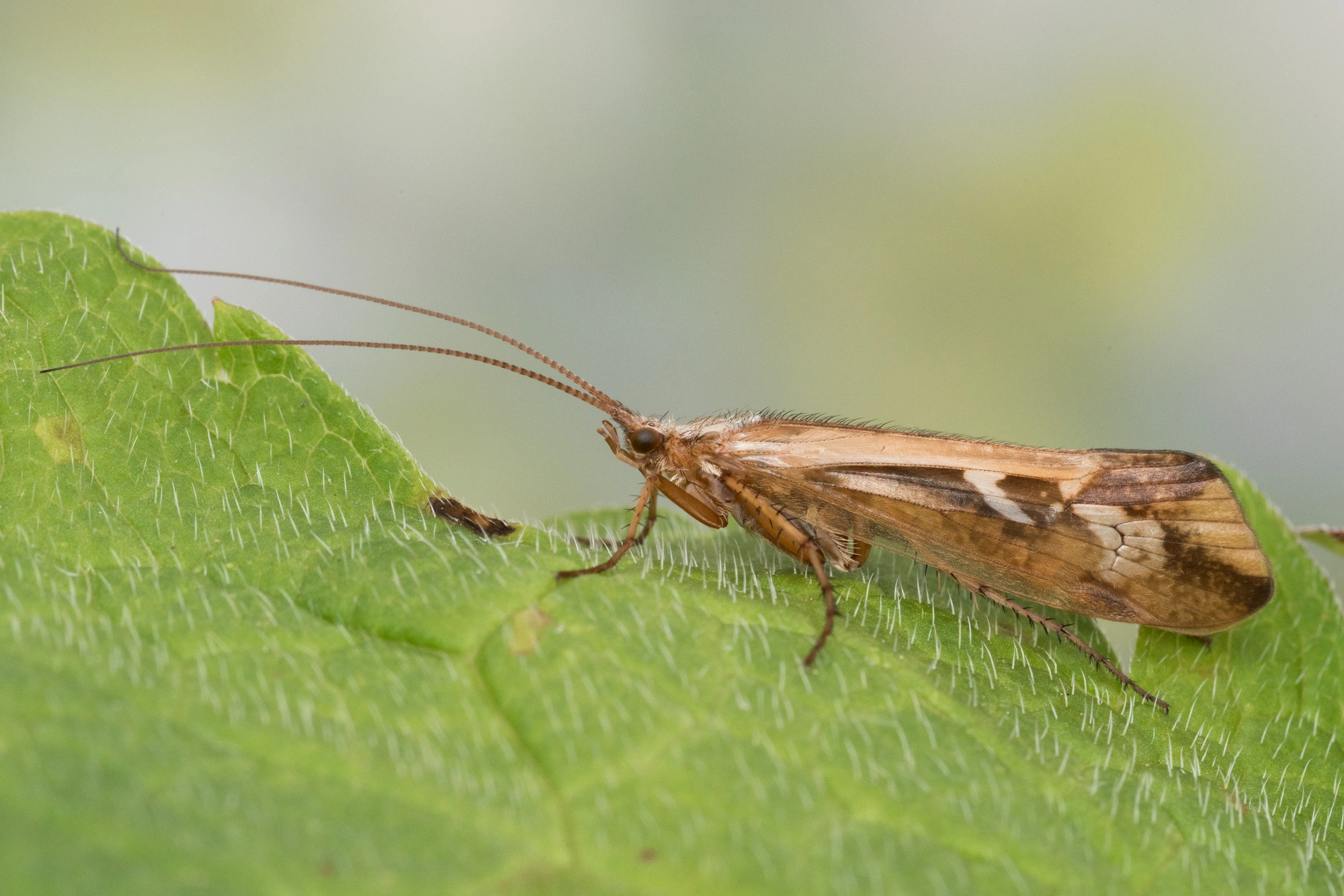 Vårfluer: Limnephilus borealis.