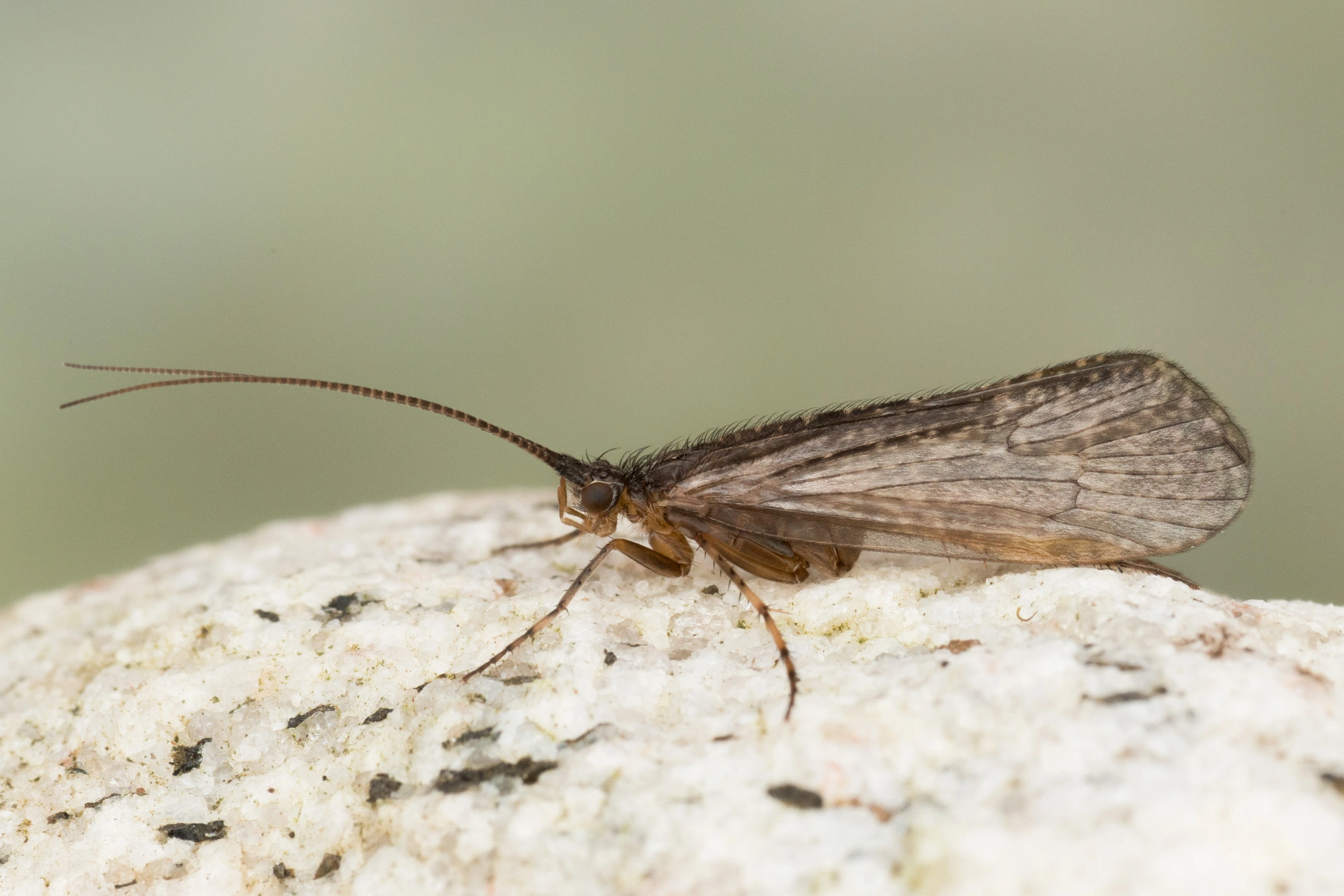 Vårfluer: Limnephilus extricatus.