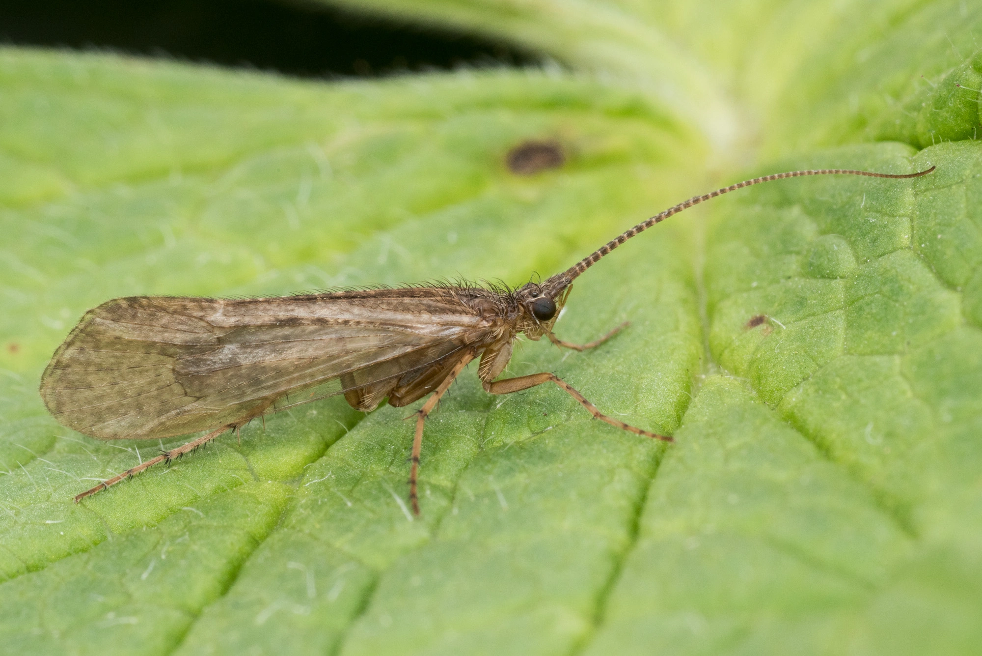 Vårfluer: Limnephilus extricatus.