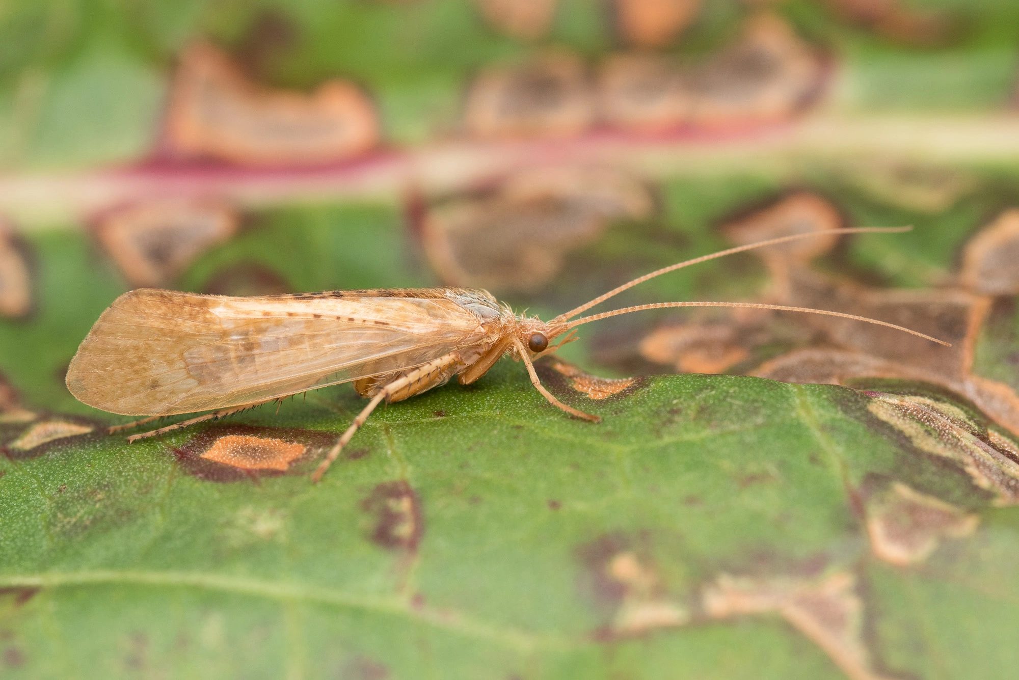 Vårfluer: Limnephilus flavicornis.