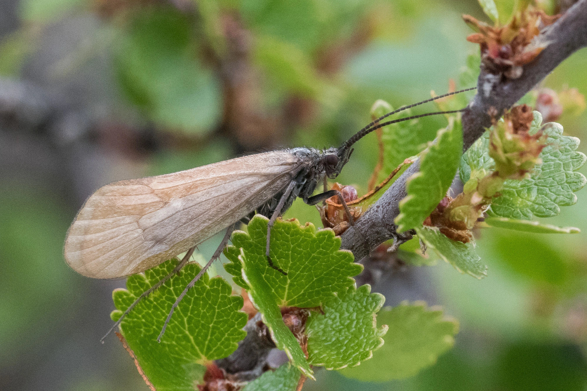 Vårfluer: Limnephilus pantodapus.