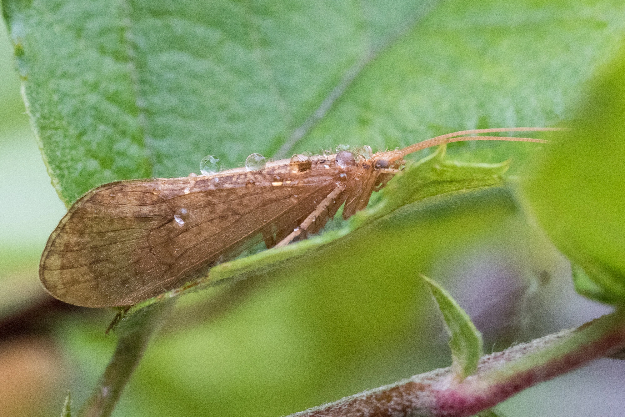 Vårfluer: Micropterna sequax.