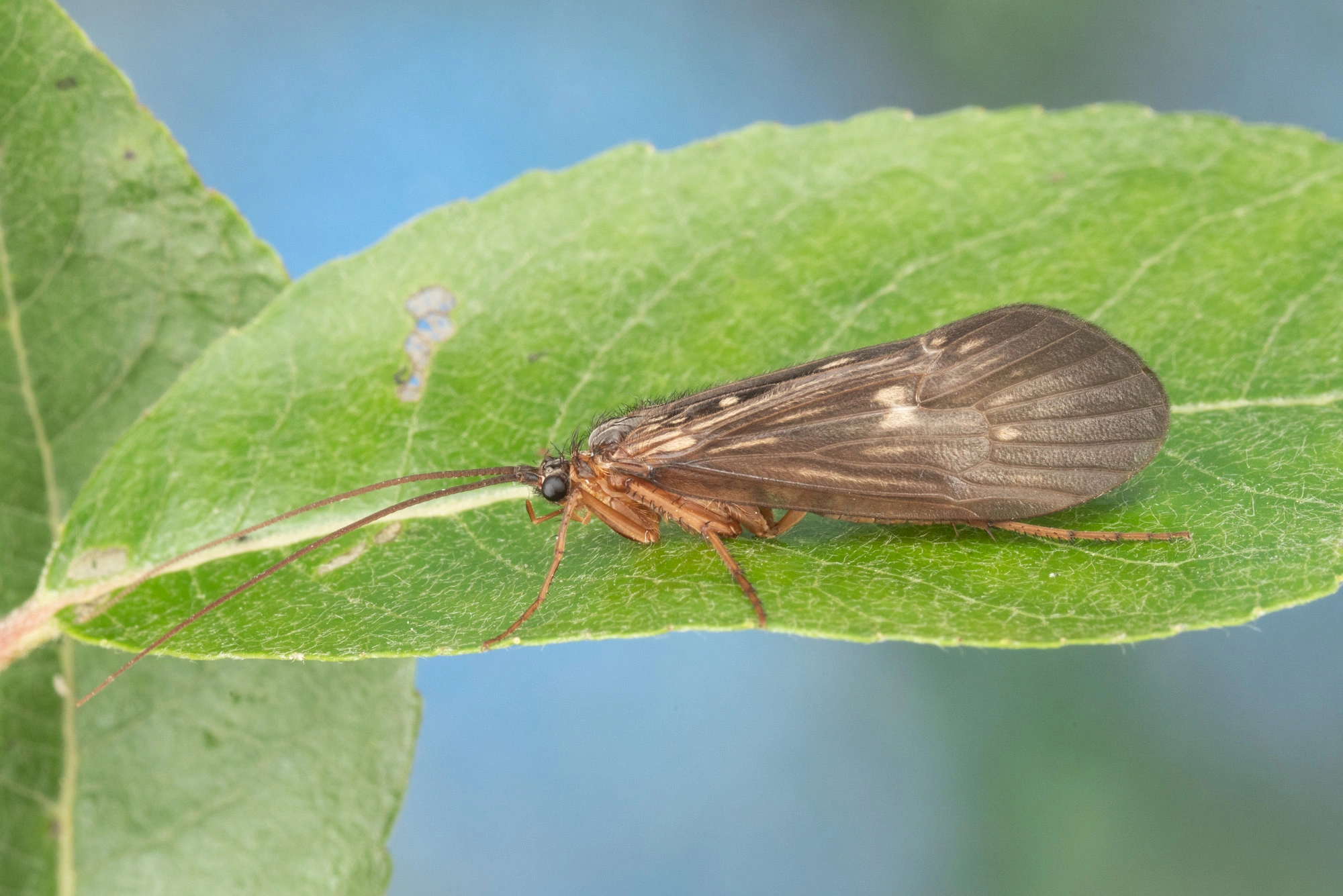 Vårfluer: Potamophylax latipennis.