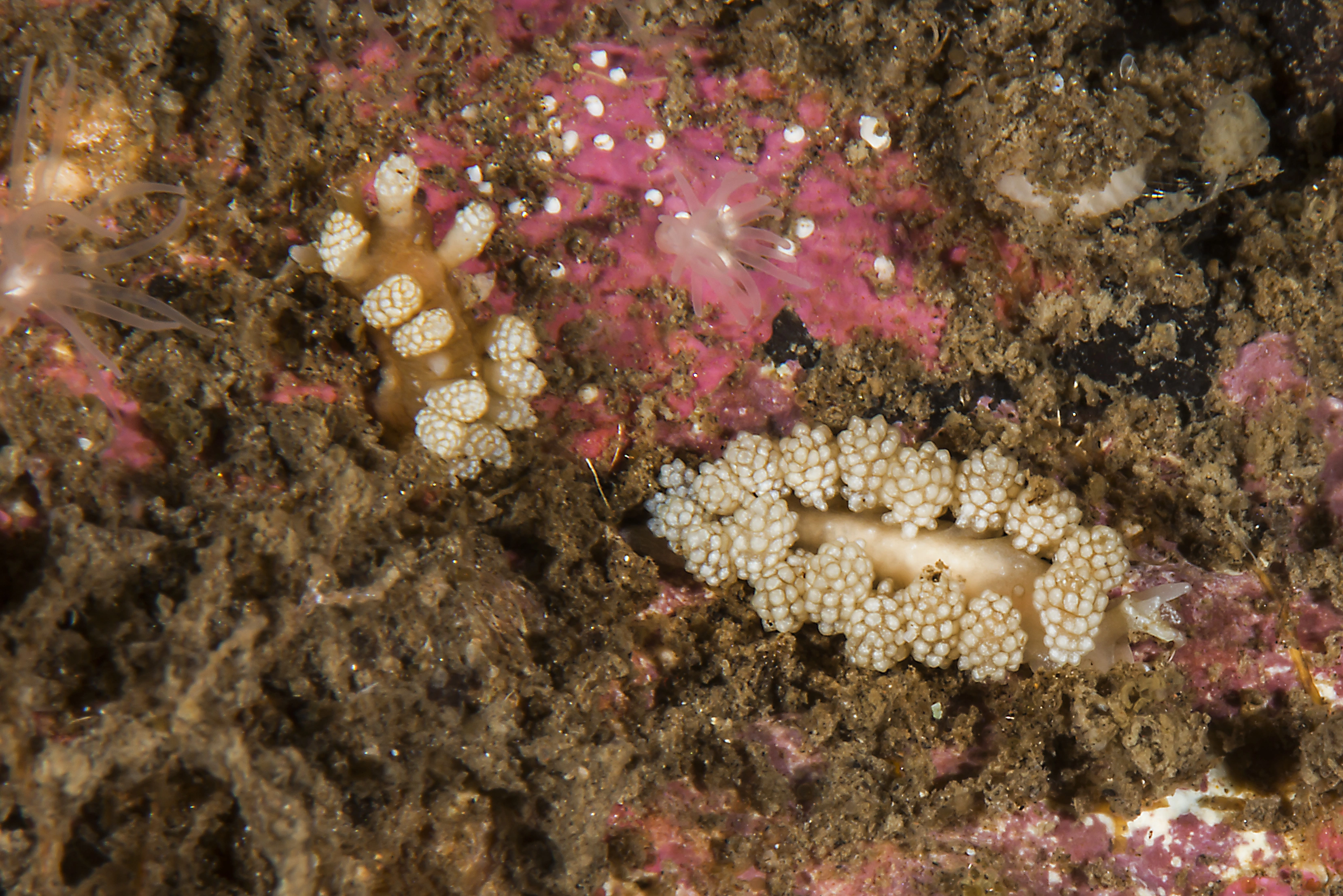 Nakensnegler: Doto crassicornis.