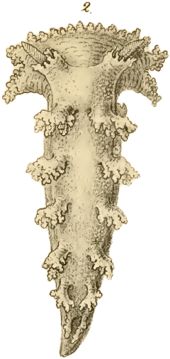 Nakensnegler: Dendronotus velifer.