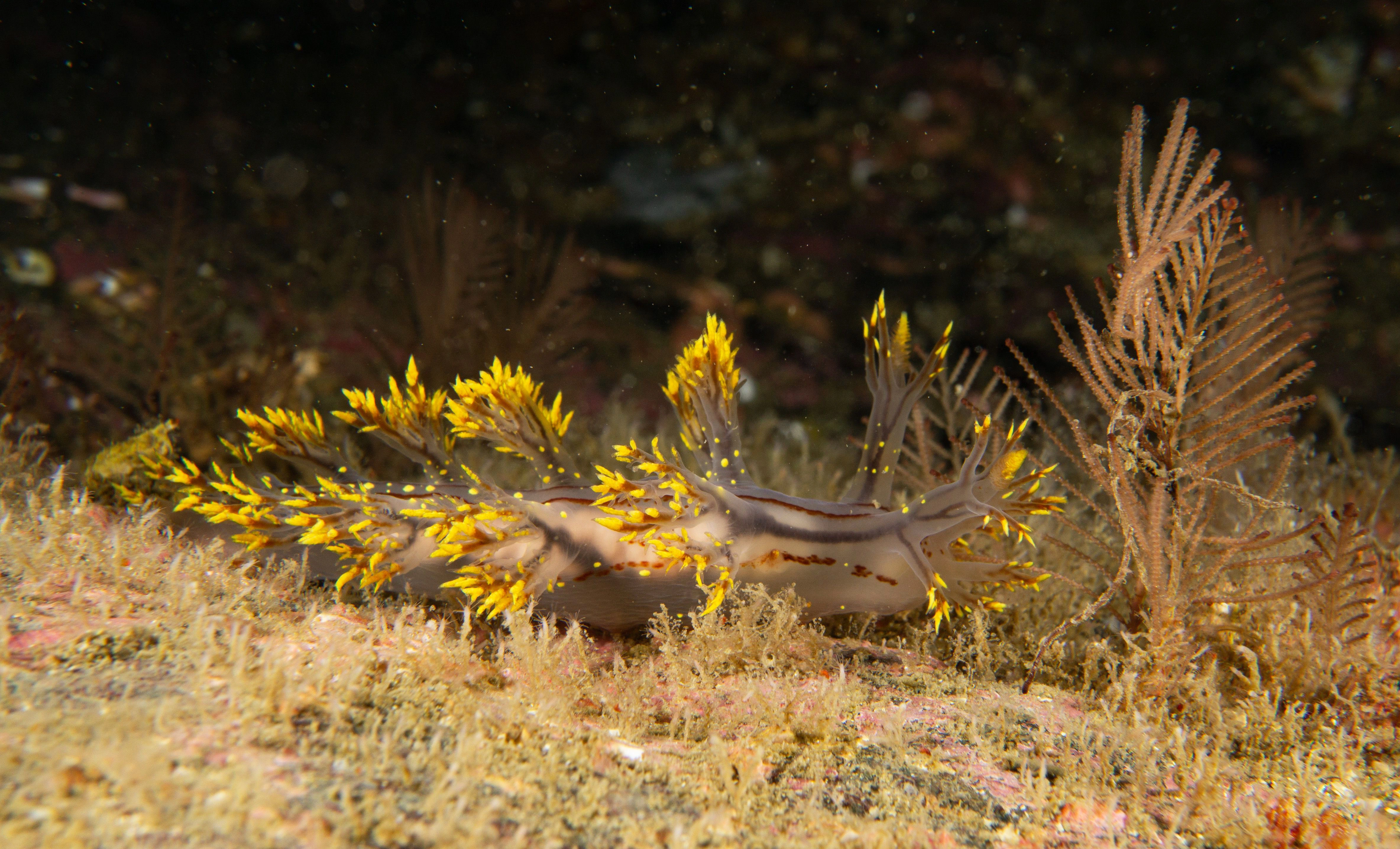 Snegler: Dendronotus yrjargul.